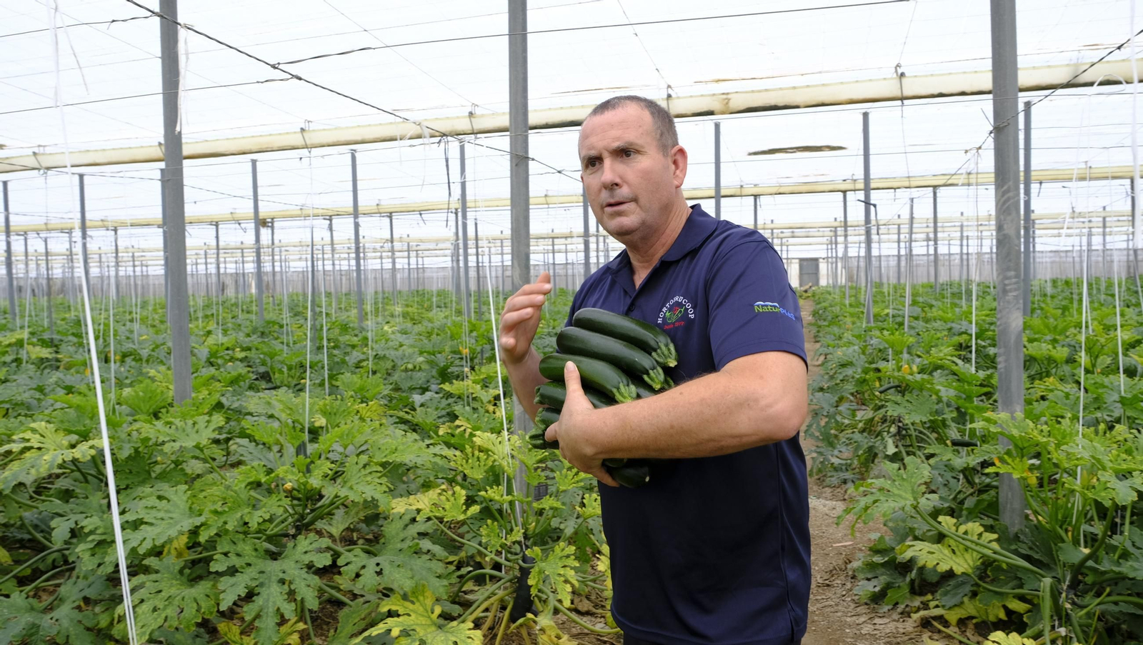 Así han atacado los virus a los calabacinos, en imágenes