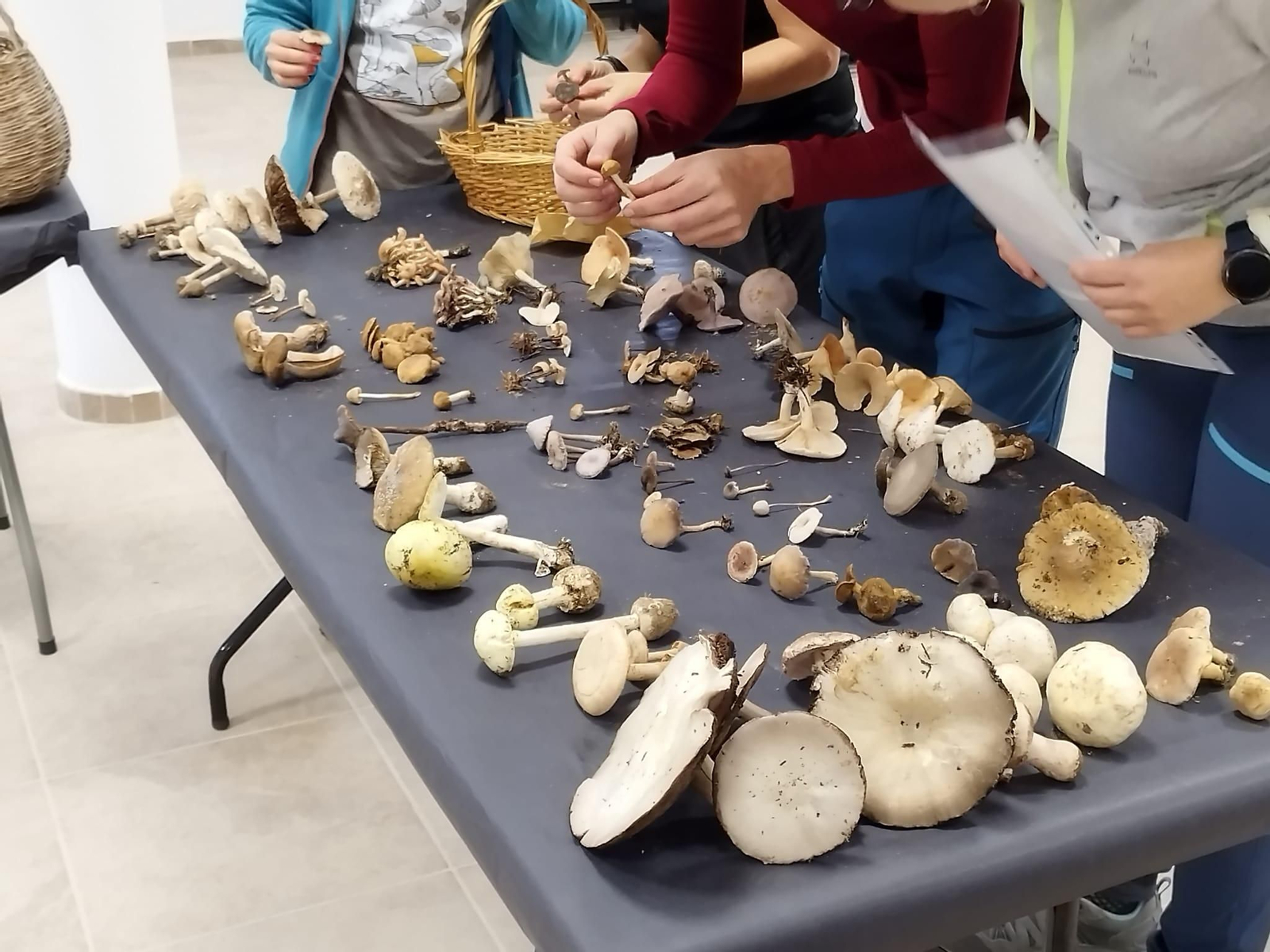 Un taller de identificación de setas.