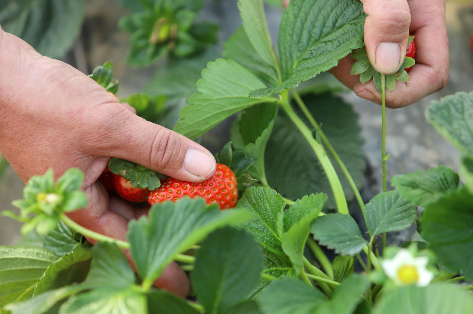 Imágenes de la realidad del trabajo en el campo