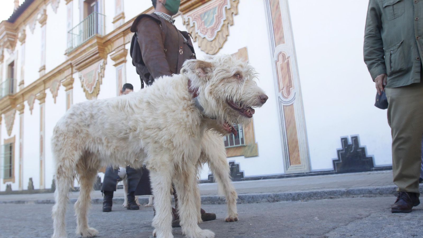 Uno de los perros de una rehala.