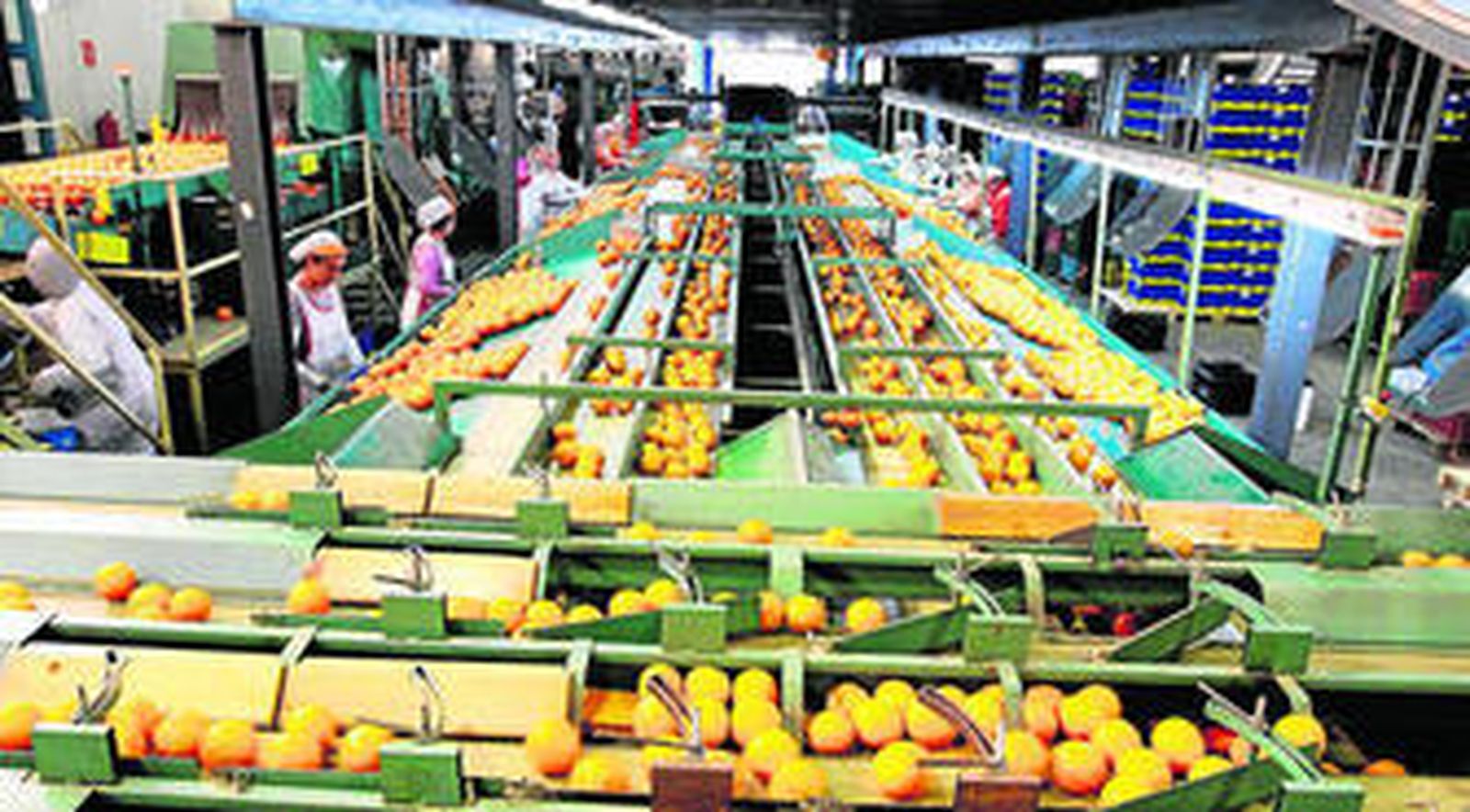 Las empresas citrícolas alargan su producción hasta mayo.