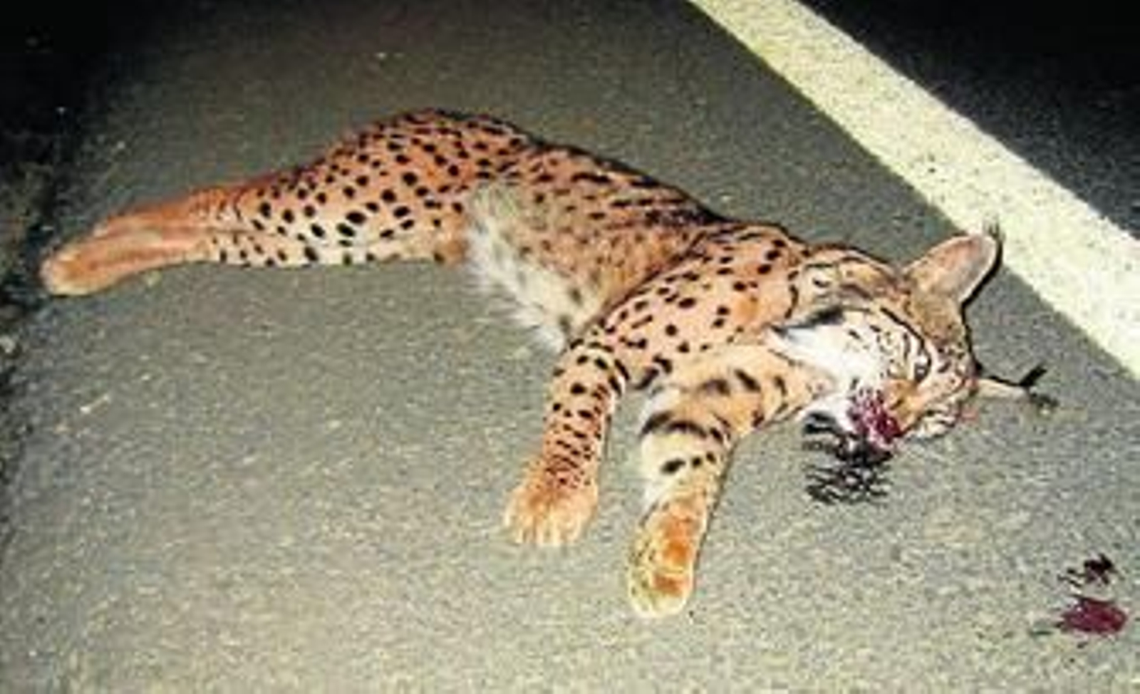 Un lince muerto atropellado en una carretera.