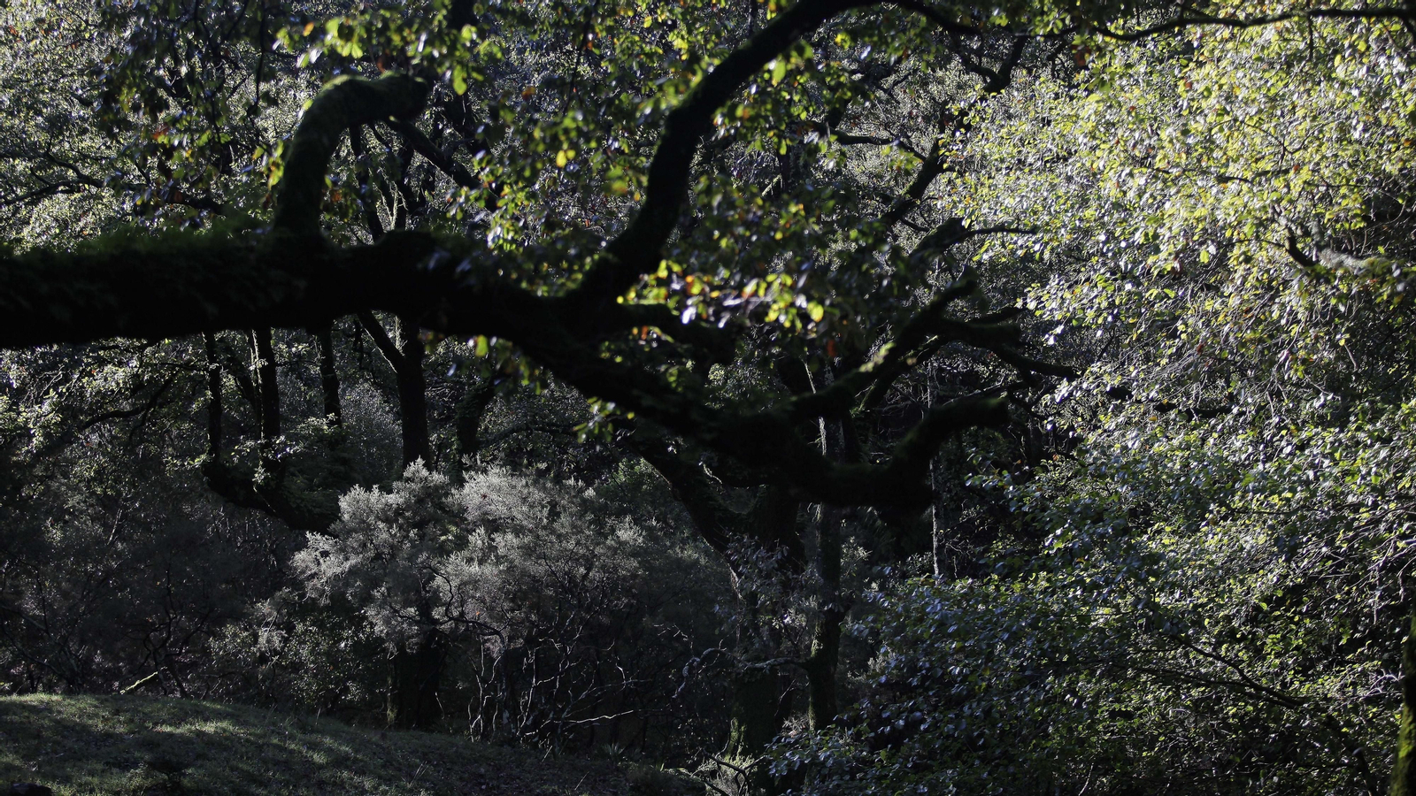 Sendero de la finca Murta en Los Barrios