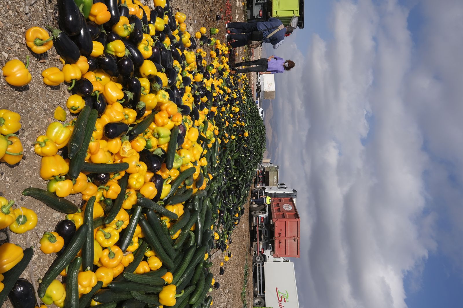 Fotogalería destrucción de pepinos en Almería