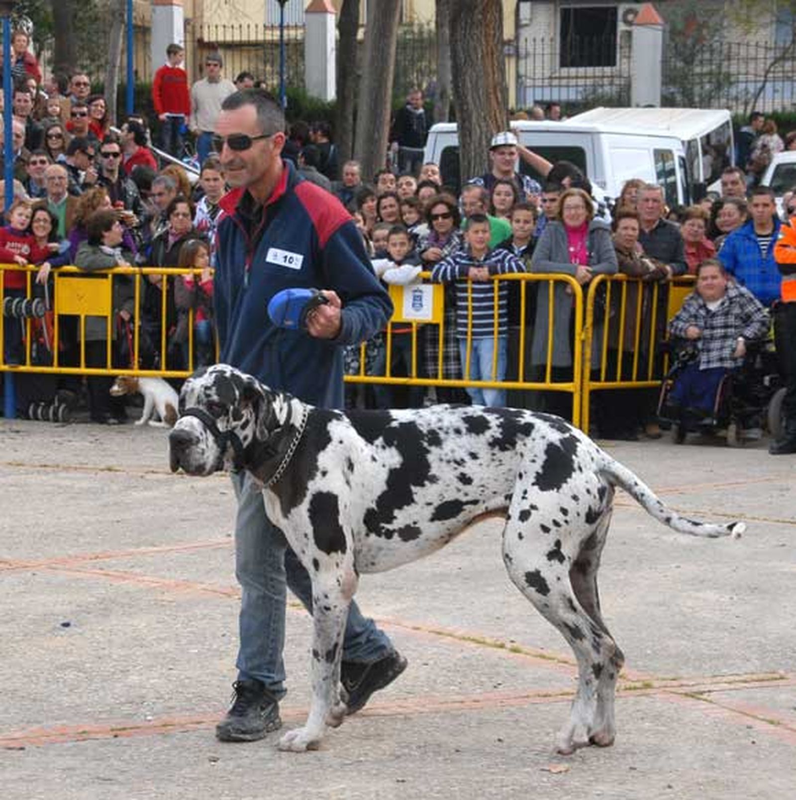 Celebración del día de San Antón en San Fernando, con concurso de mascotas y exhibición de perros policía y antidrogas de las unidades caninas de la armada y Policía Local

Foto: Rioja