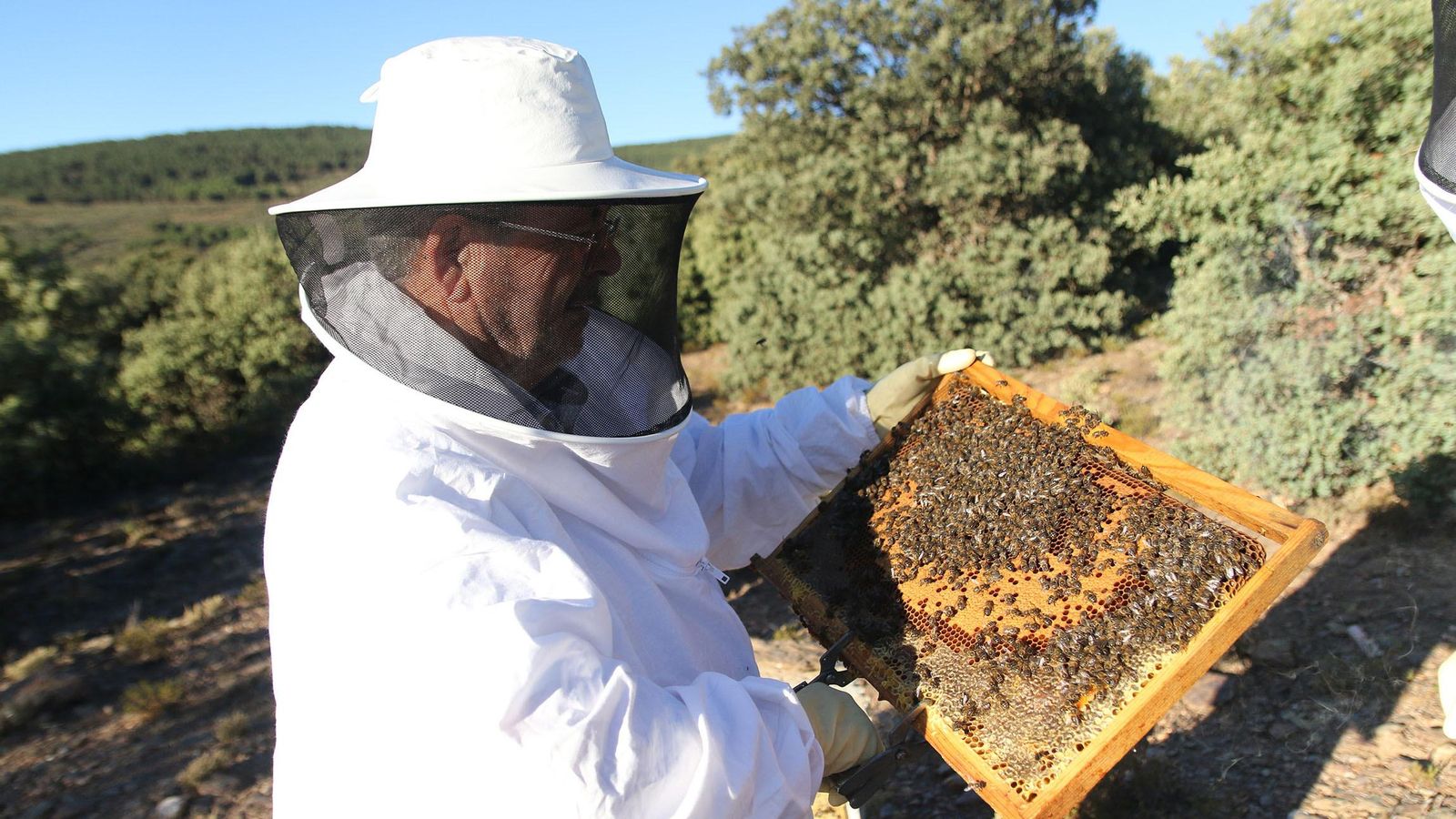 Las imágenes de cómo cuida sus colmenas Juan, el apicultor