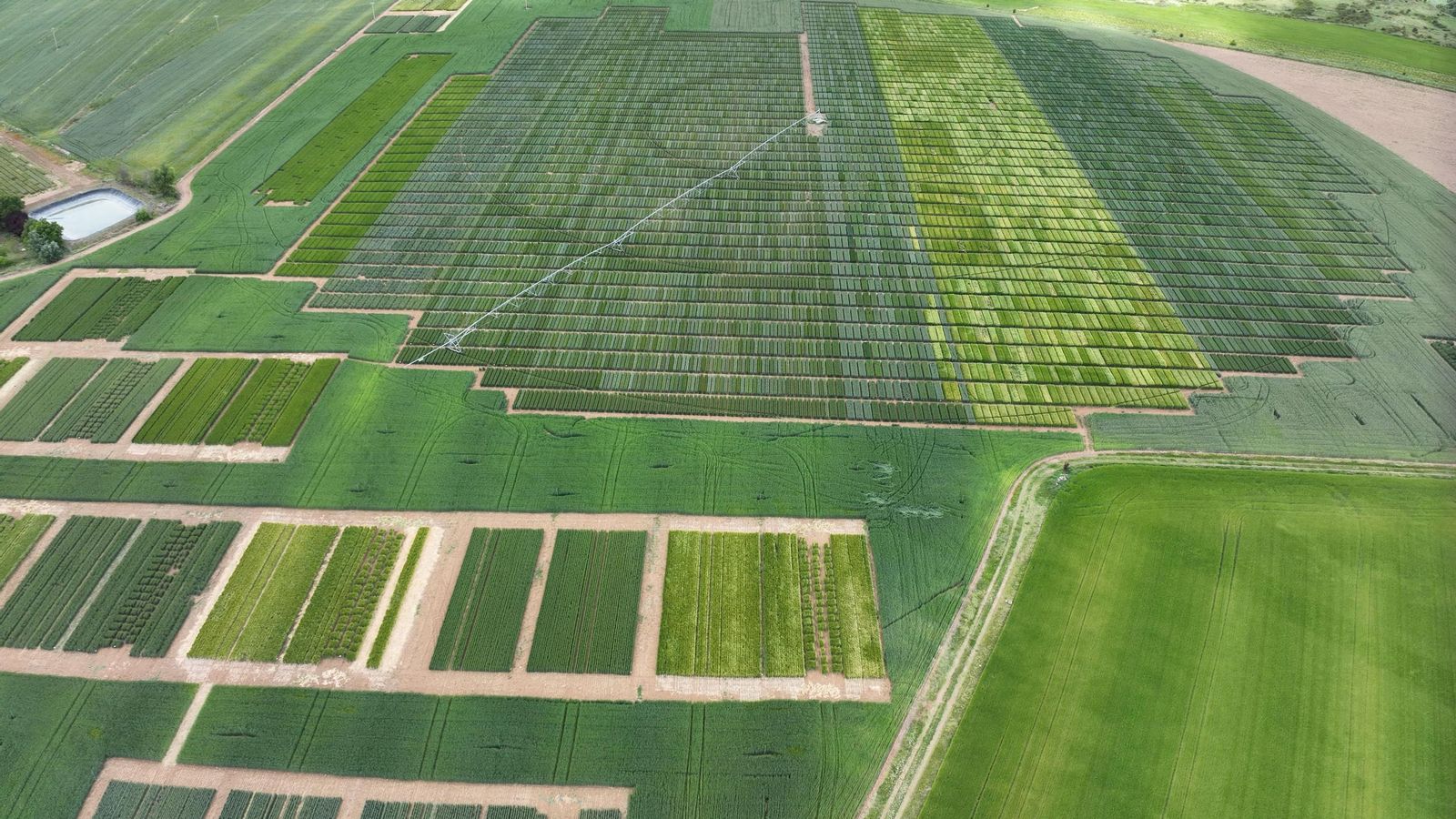 Semillas LG Campos de ensayo de Cereal.