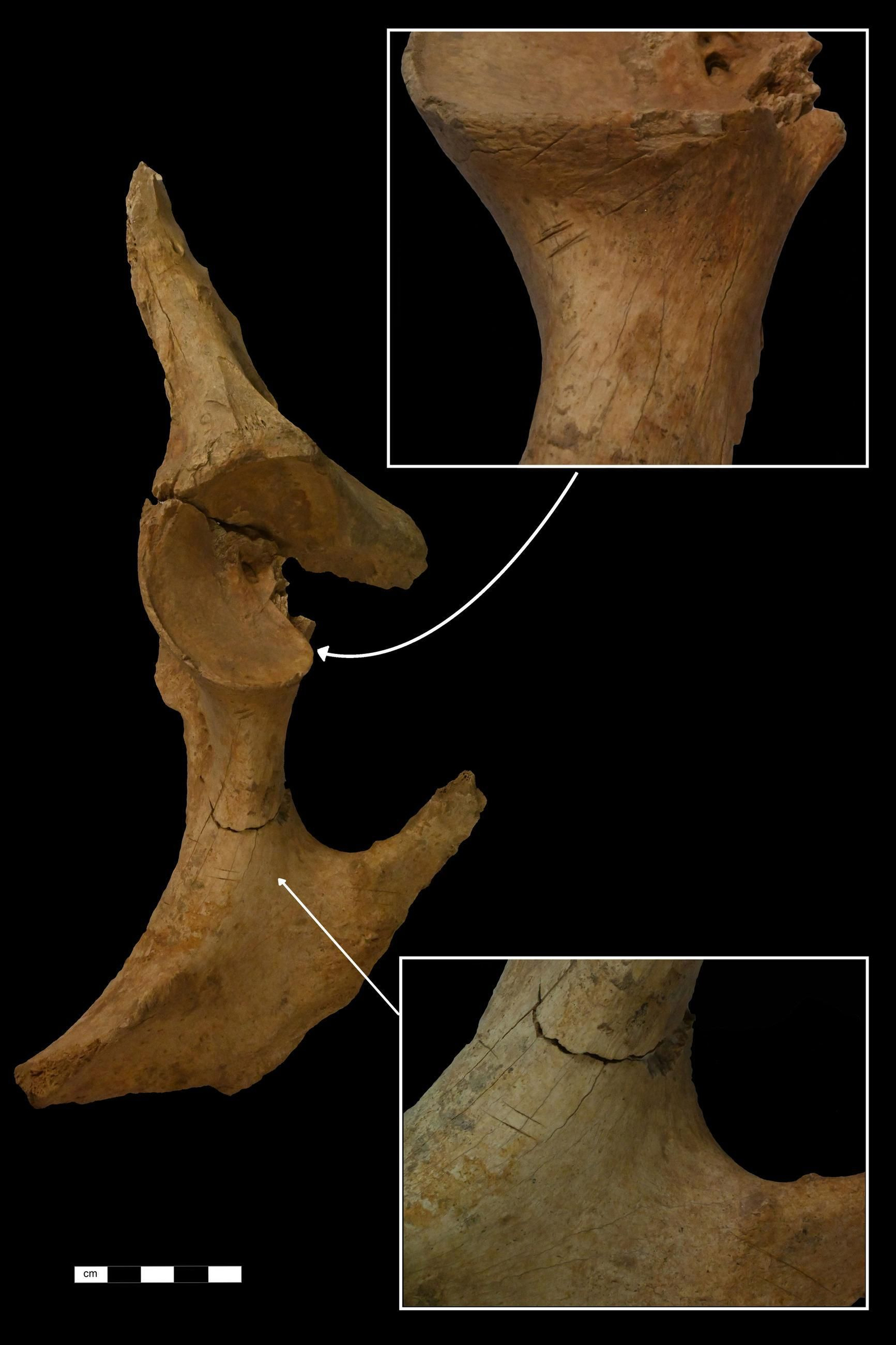 Resto óseo analizado.