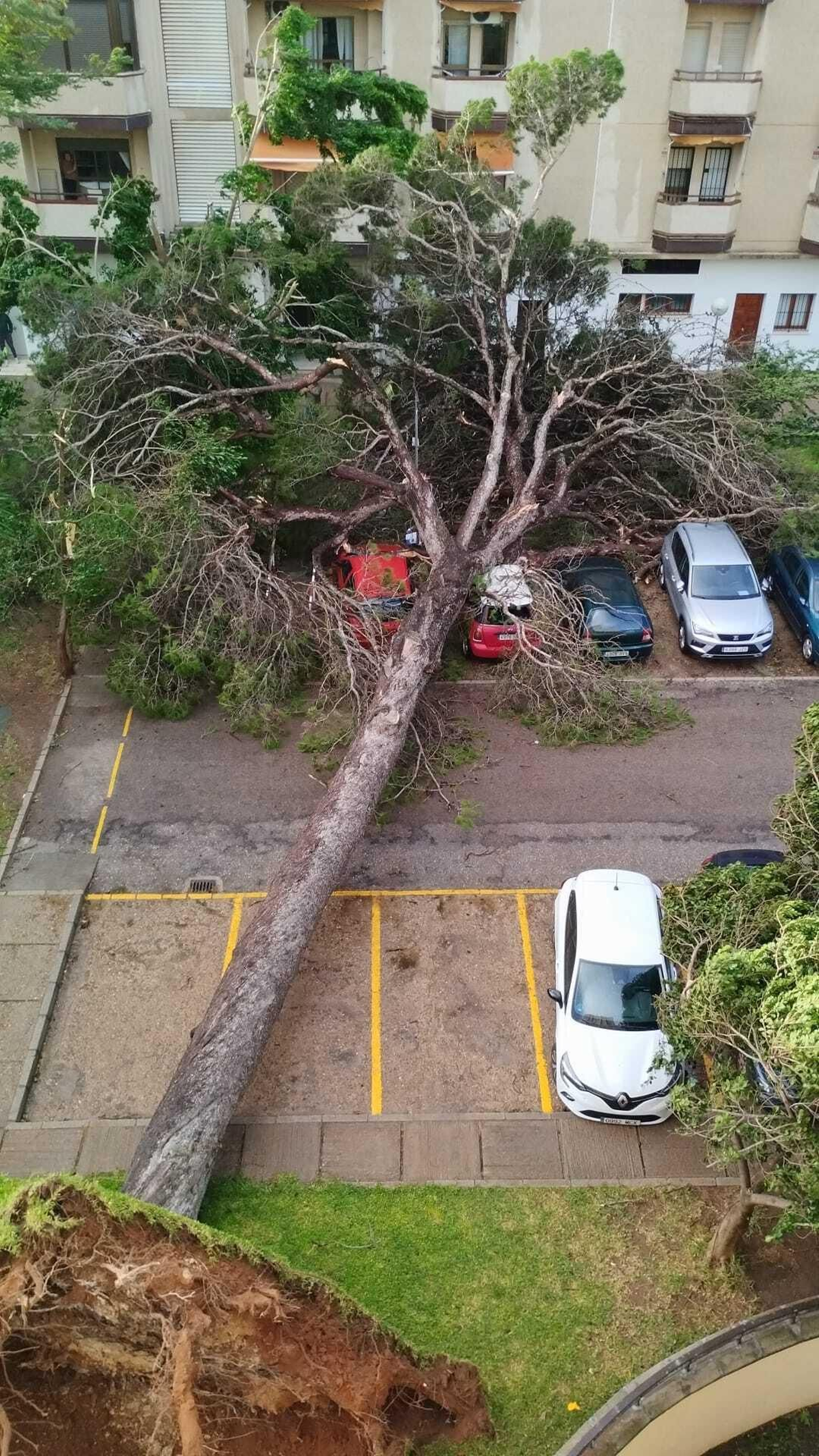 El árbol caído en la Urbanización El Bosque.