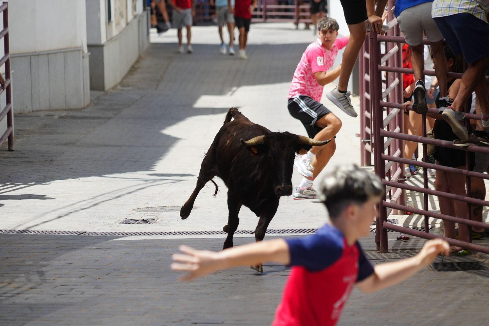 Las mejores imágenes de la suelta de vaquillas en la Feria de Alcaracejos