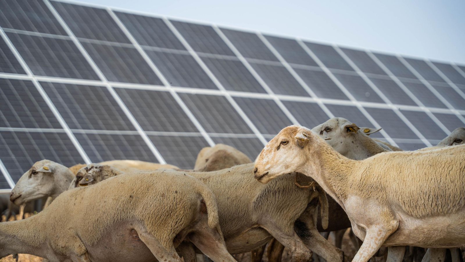 Varias ovejas pastando junto a unos paneles solares.
