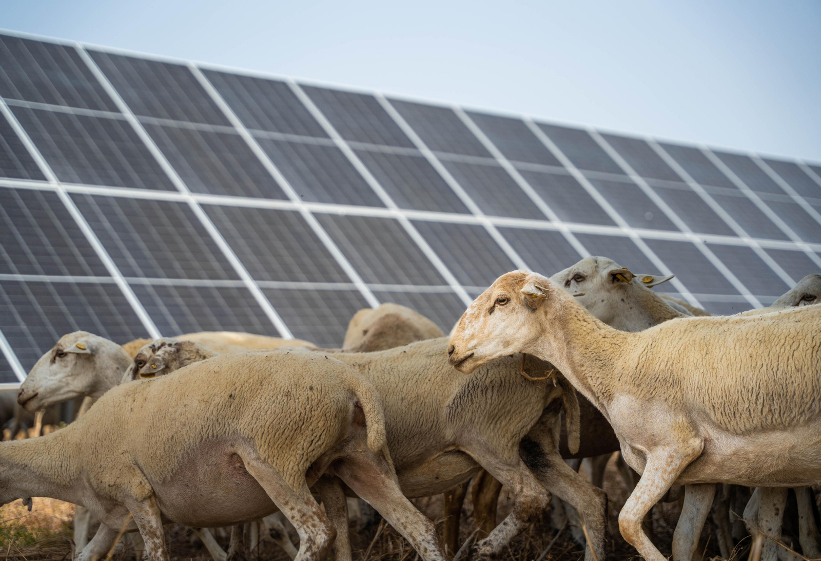 Varias ovejas pastando junto a unos paneles solares.