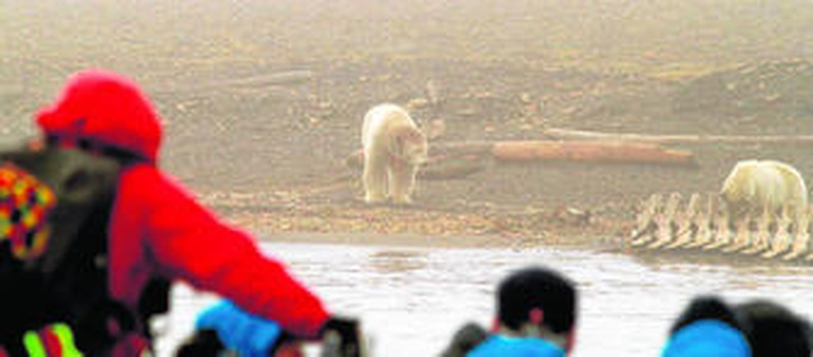 Dos osos polares se entretienen con el esqueleto de una ballena, en una de las islas Svalbard.