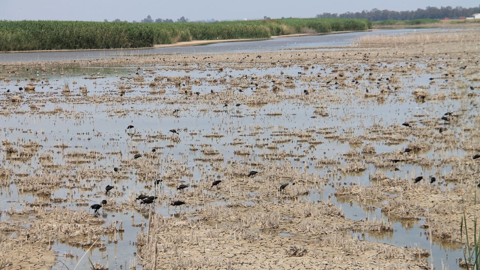 El humedal del Brazo del Este, de nuevo con una lámina de agua.