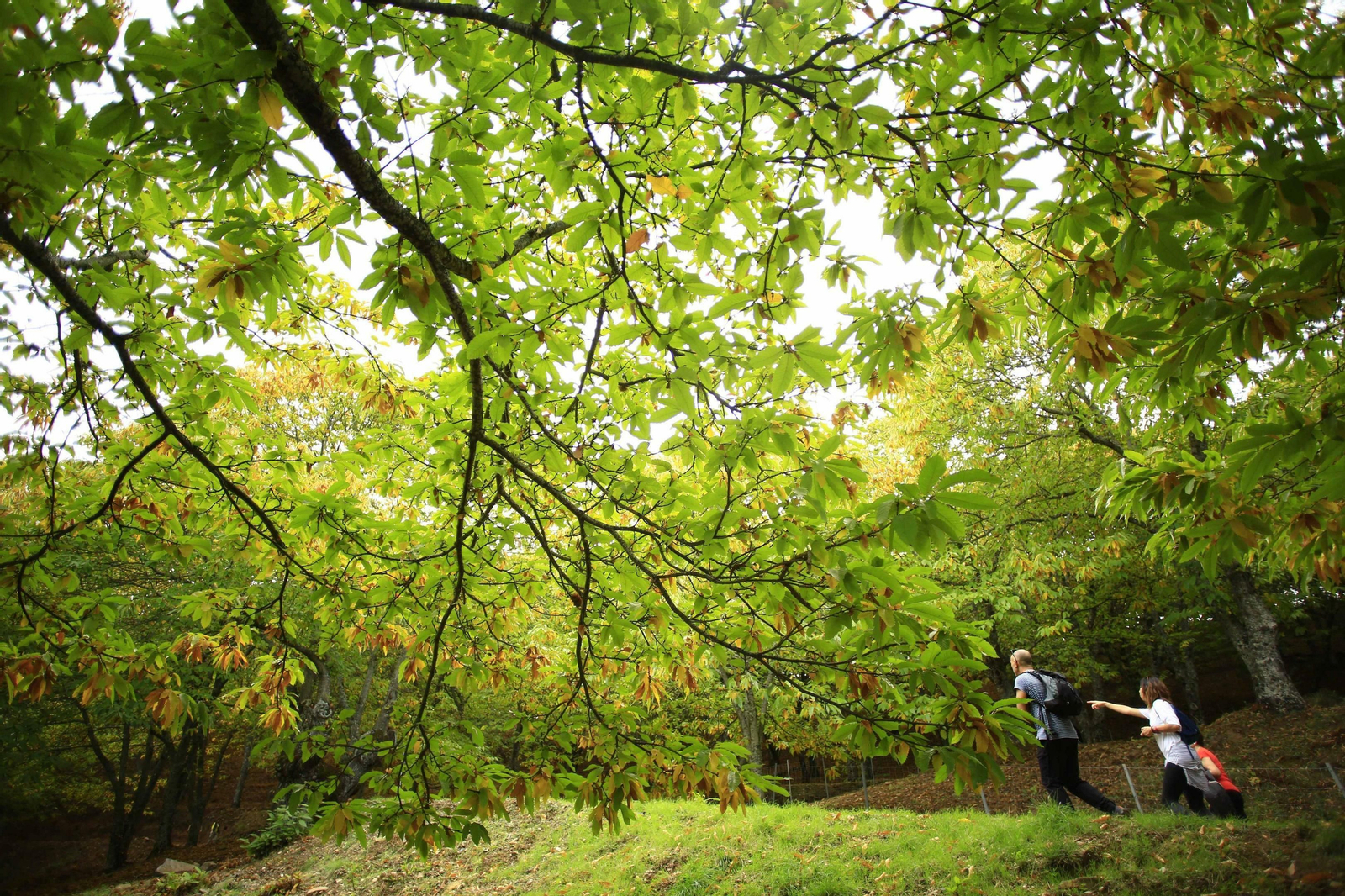 Fotos del Bosque de Cobre en el Valle del Genal.