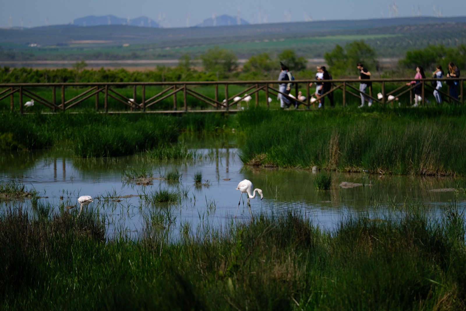 Miles de flamencos llegan a Fuente de Piedra tras las lluvias, en fotos.