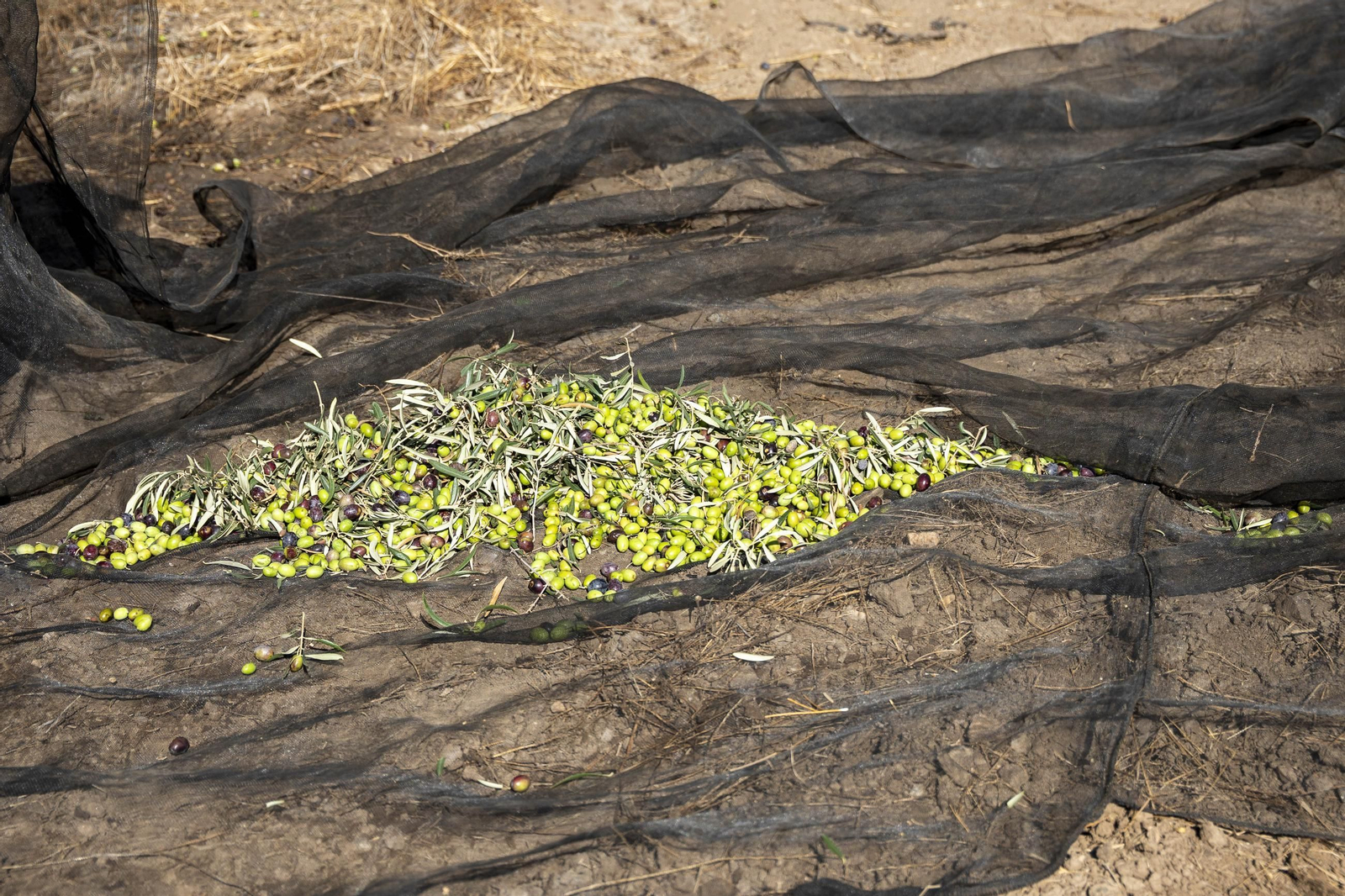 Las imágenes de la campaña recogida de acetuna en Fiñana