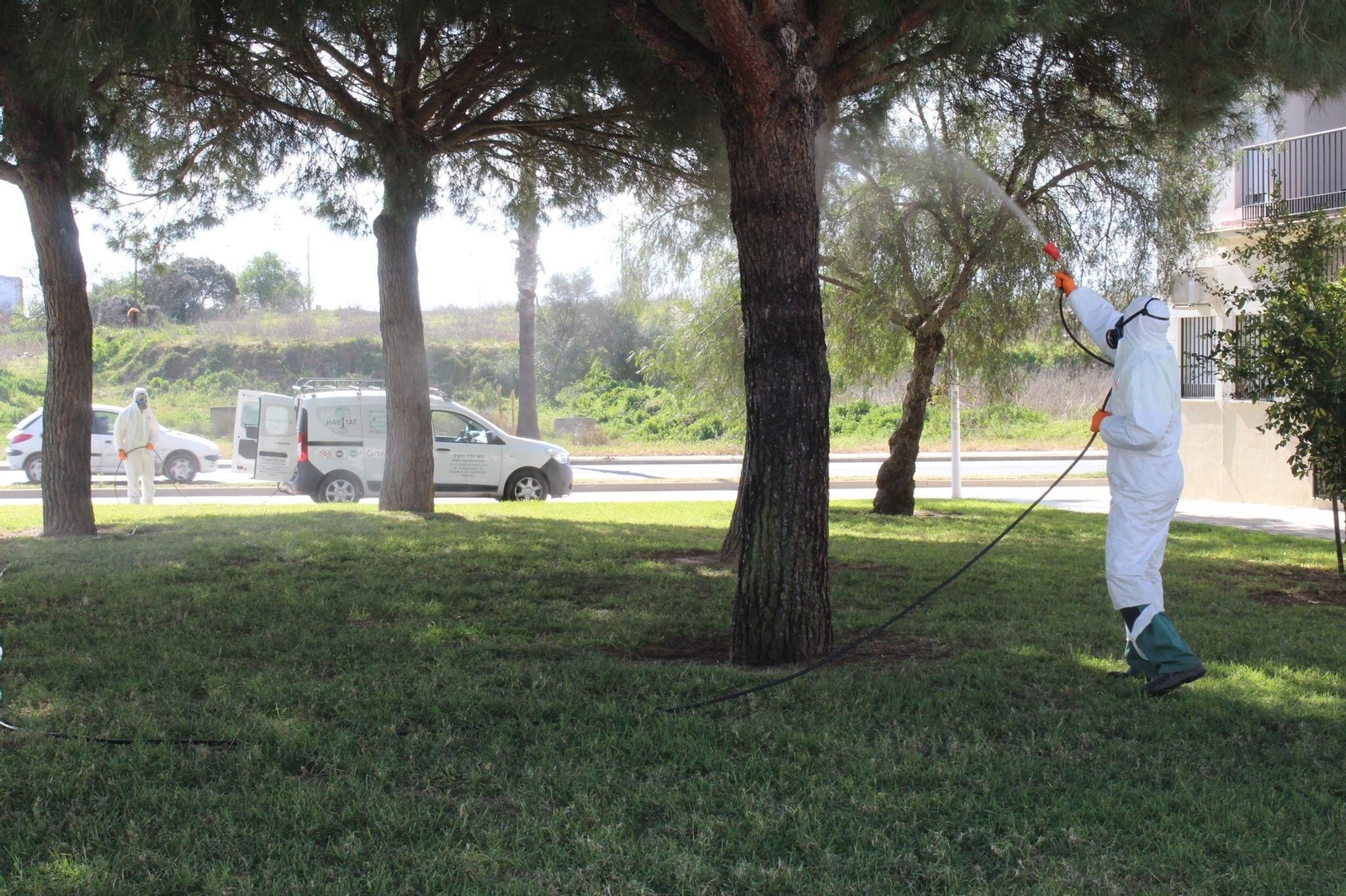 Fumigan uno de los pinos de un parque de Cartaya.