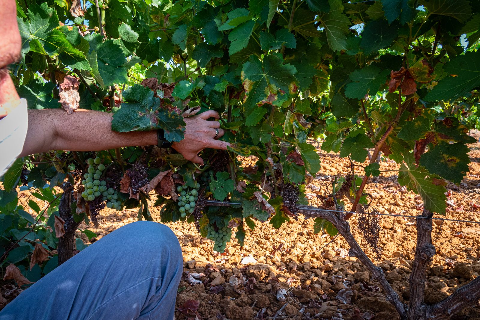 Imágenes de los estragos del parásito mildiu en los viñedos del Condado