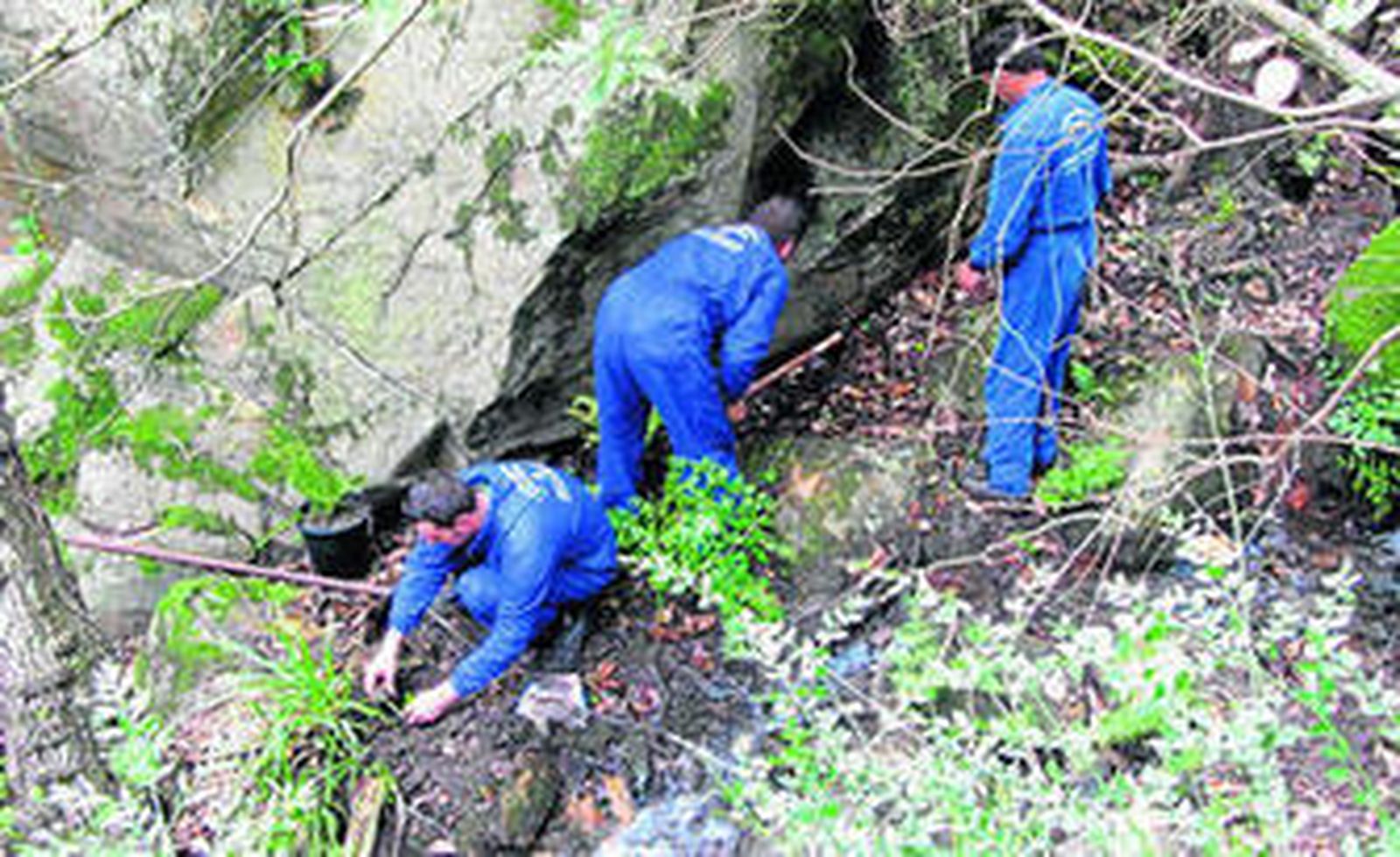 Técnicos de la Junta llevan a cabo una plantación de estos helechos.