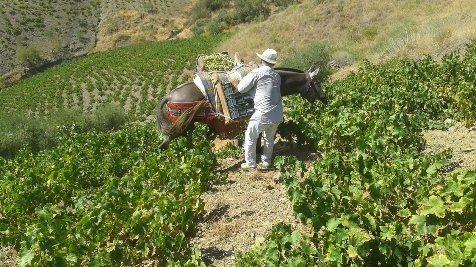 La Fiesta de la Vendimia de Manilva y otros eventos para celebrar el final de verano en Málaga