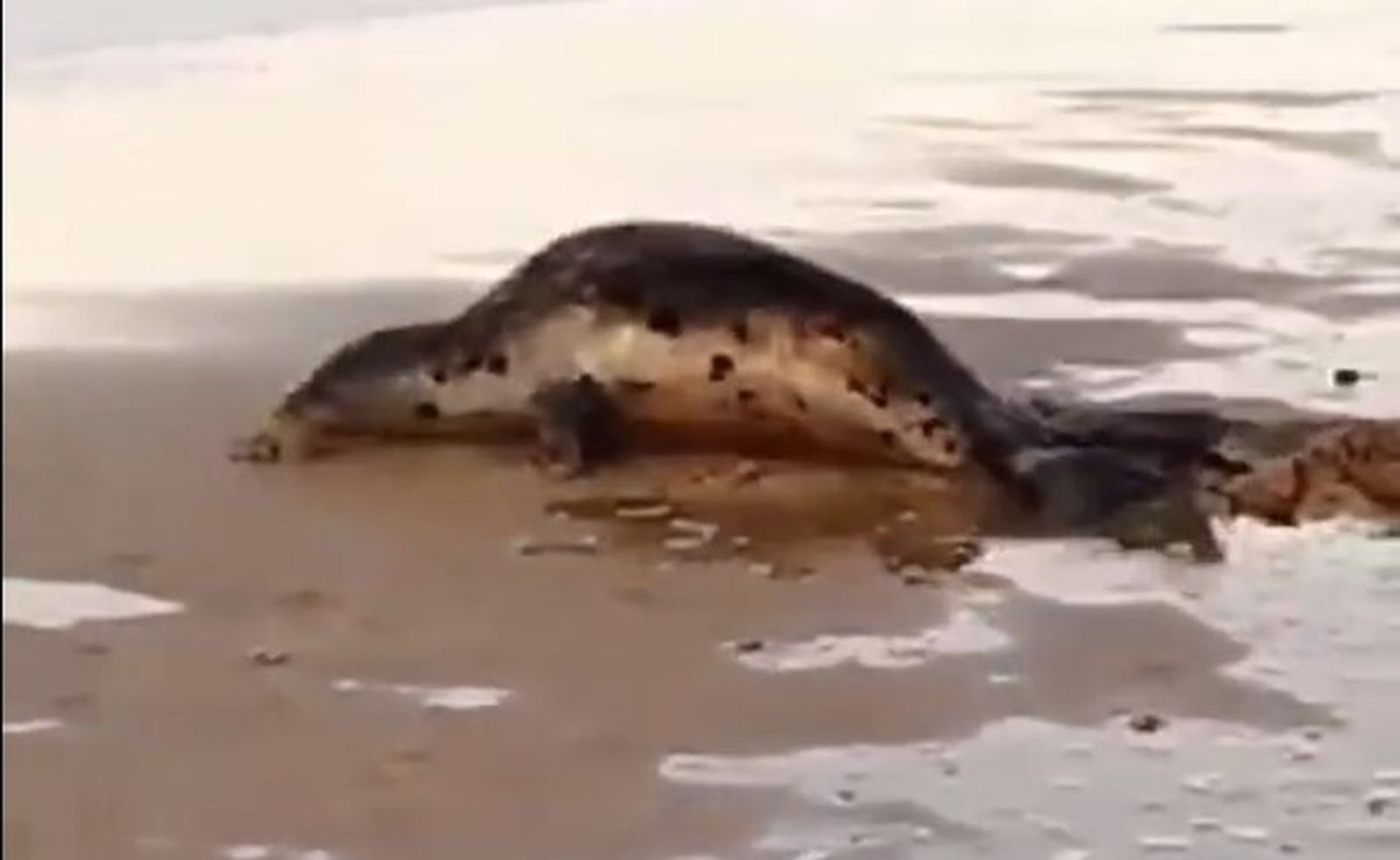 Un ejemplar de foca aparece desorientada en la playa de Matalascañas