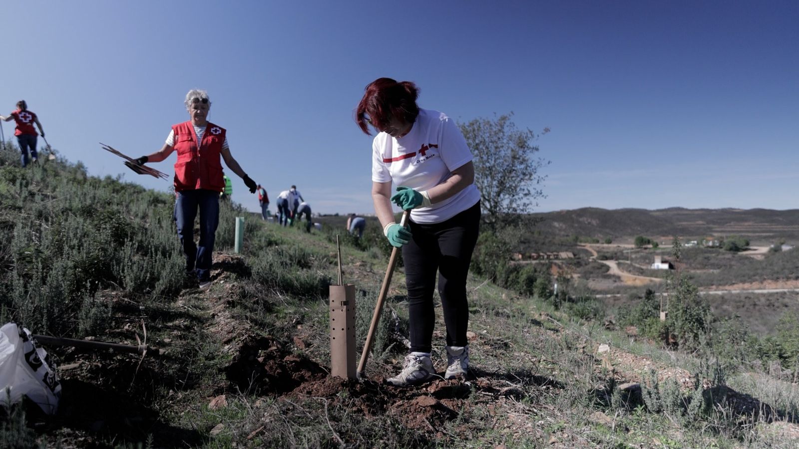 Jornada de reforestación en Valverde del Camino.