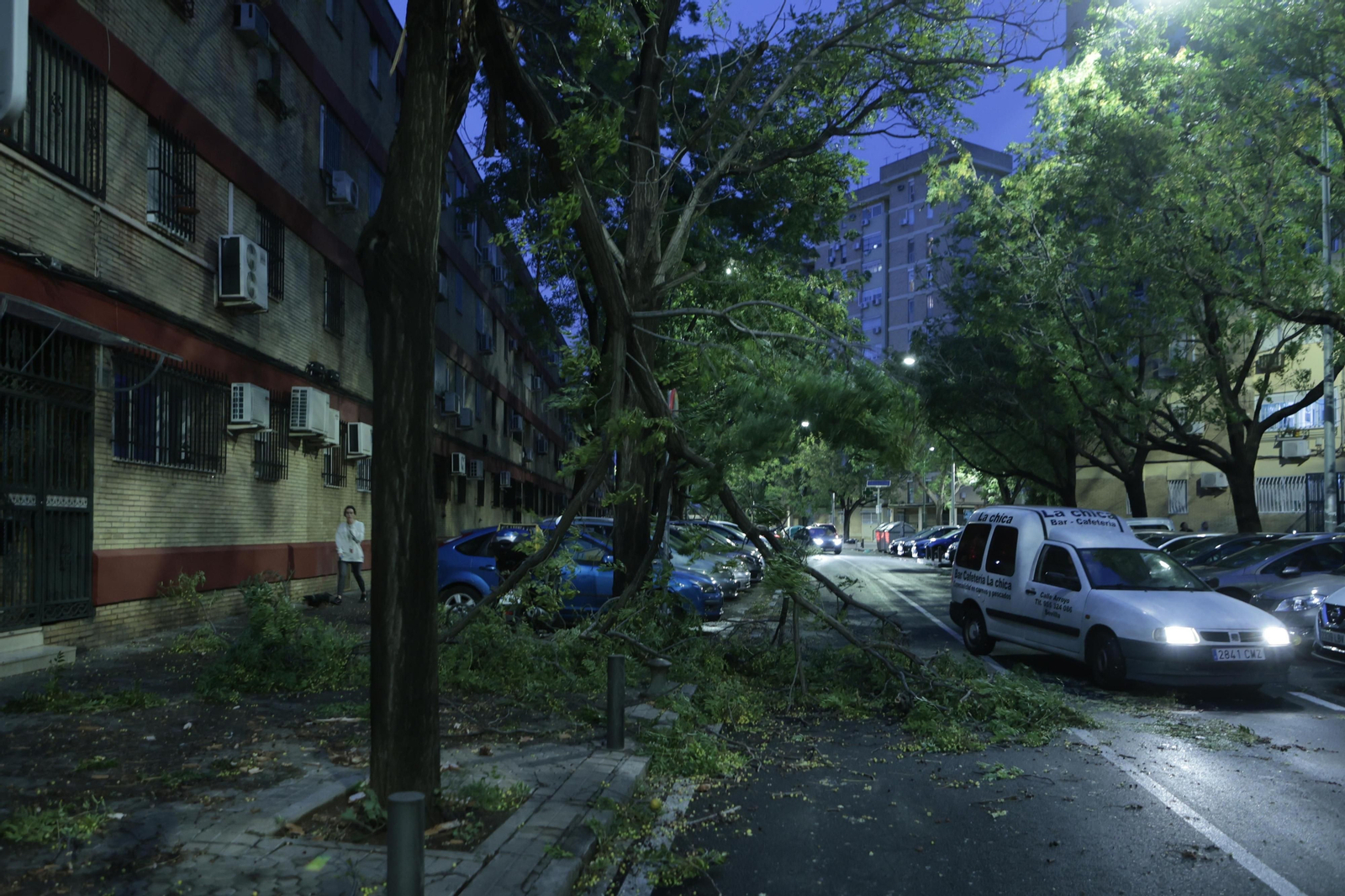 Árboles caídos por el temporal de viento y lluvia