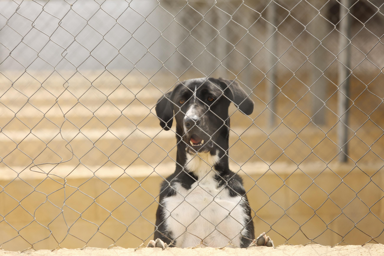 Las fotos de los animales de la Protectora de Málaga Las fotos de los animales de la Protectora de Málaga