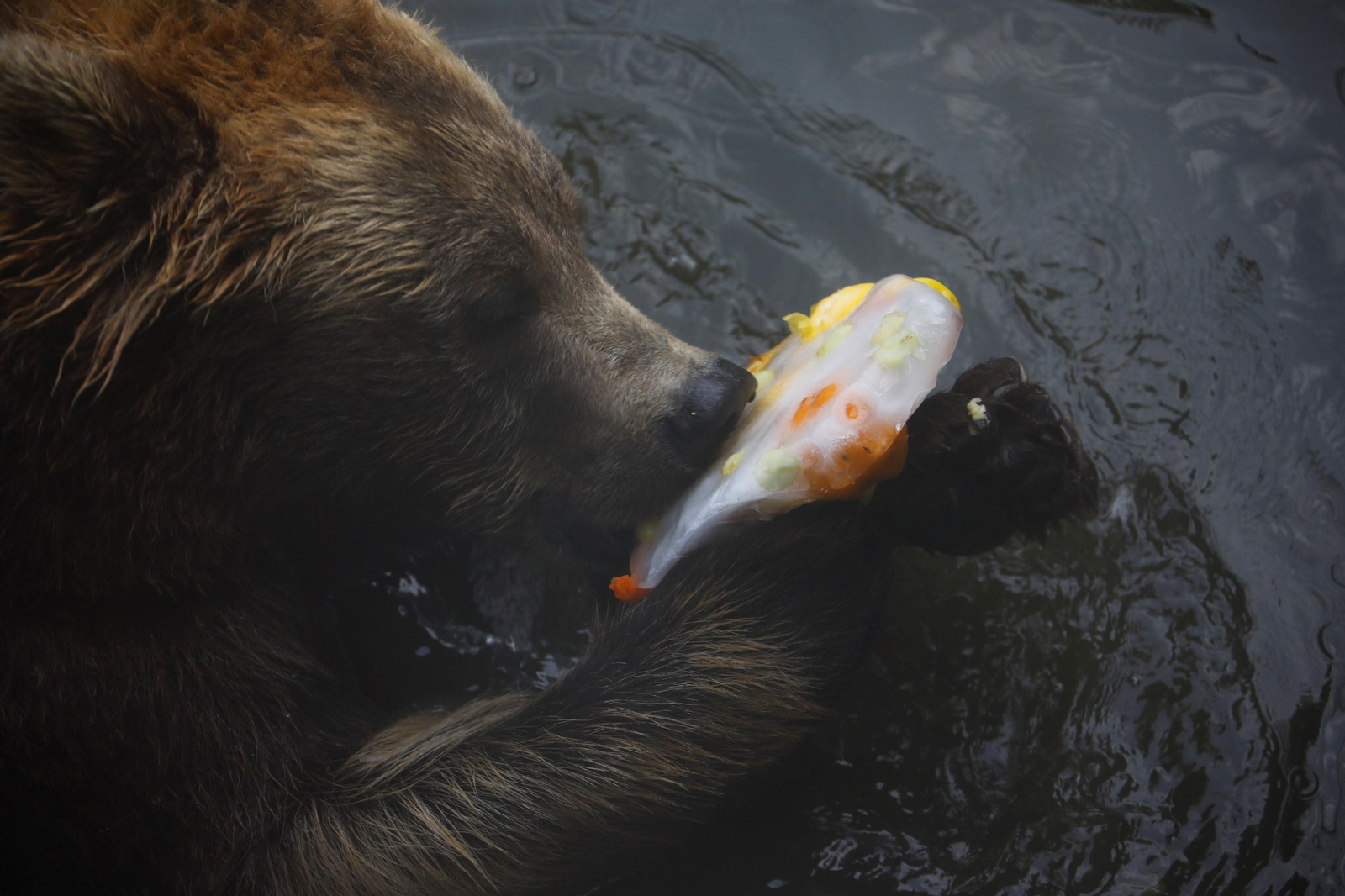 Fotogalería: Así viven los animales del Zoo de Córdoba los meses de verano