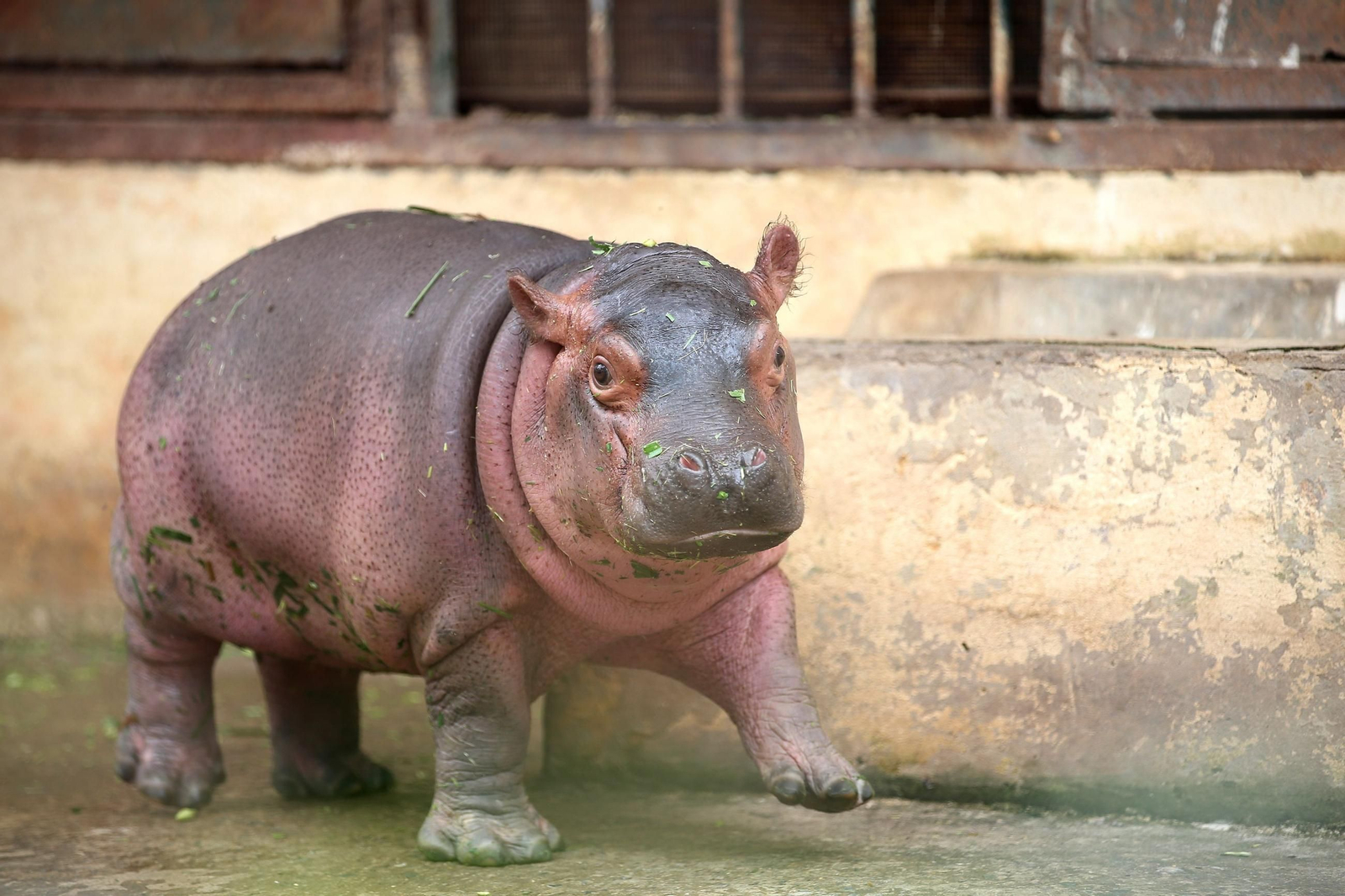 ¡Bienvenido al mundo! Un adorable hipopótamo bebé hace su debut en el zoológico de Hanói, robando corazones con su encanto