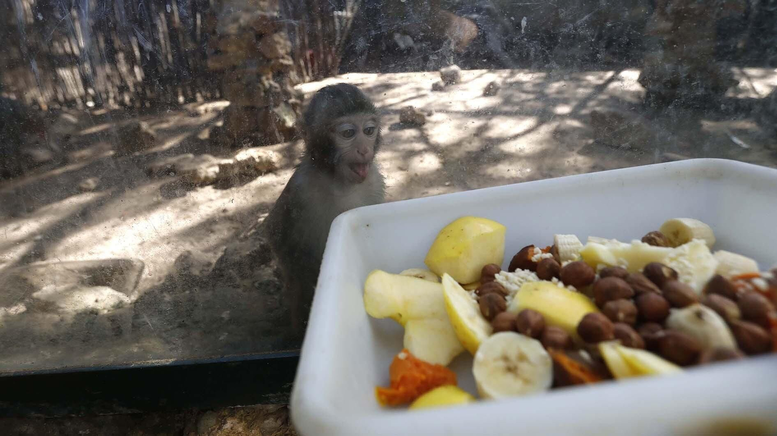 Las fotos del Zoo de Castellar de la Frontera