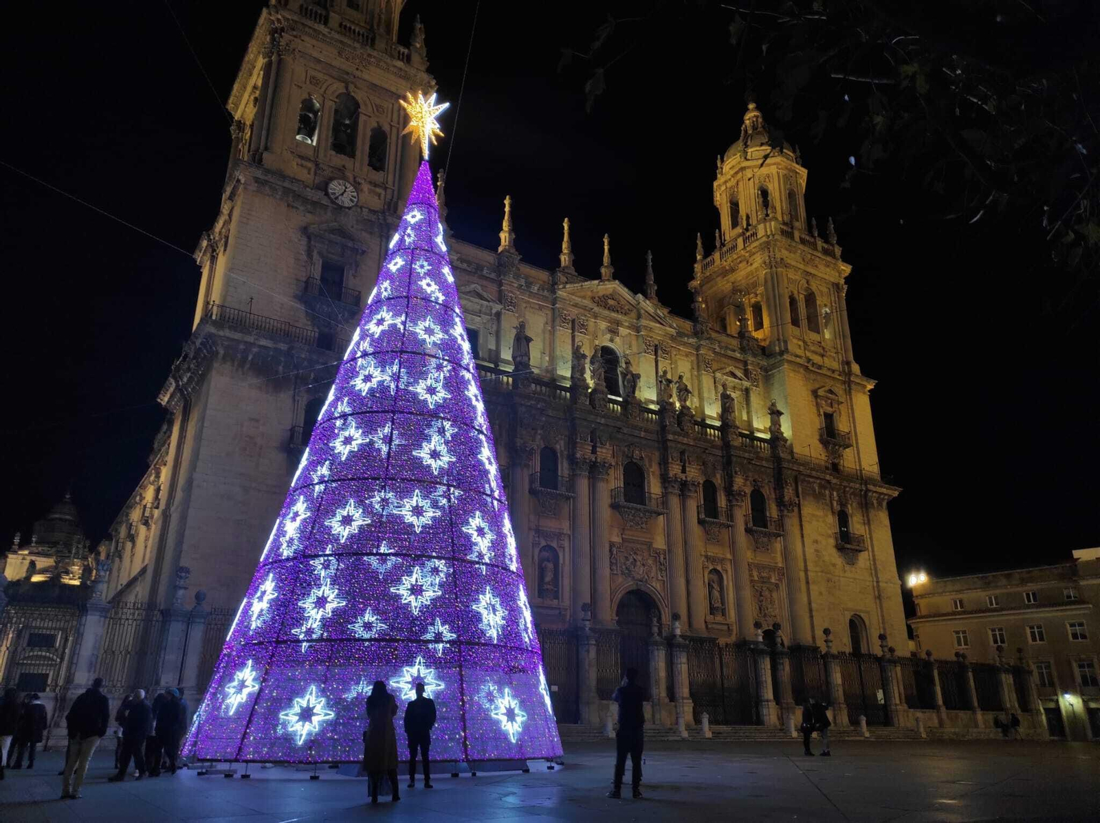 La Catedra de Jaén es testigo de otro árbol gigantesco ubicado en la Plaza de Santa María, uno de los más fotografiados.