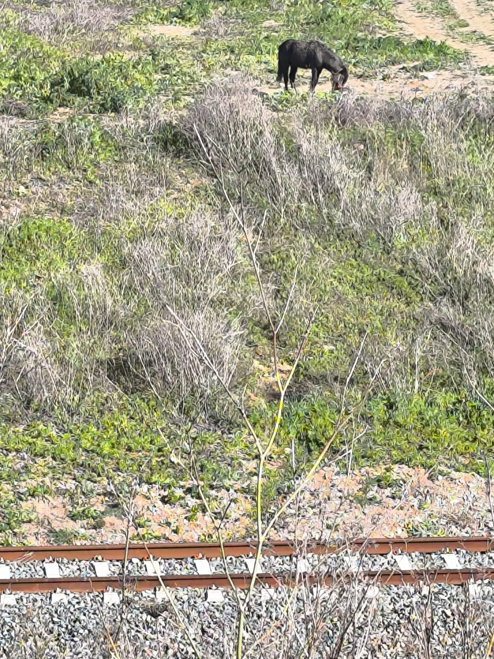 Un caballo suelto junto a las vías del tren en el término municipal de Huelva. Un caballo suelto junto a las vías del tren en el término municipal de Huelva.