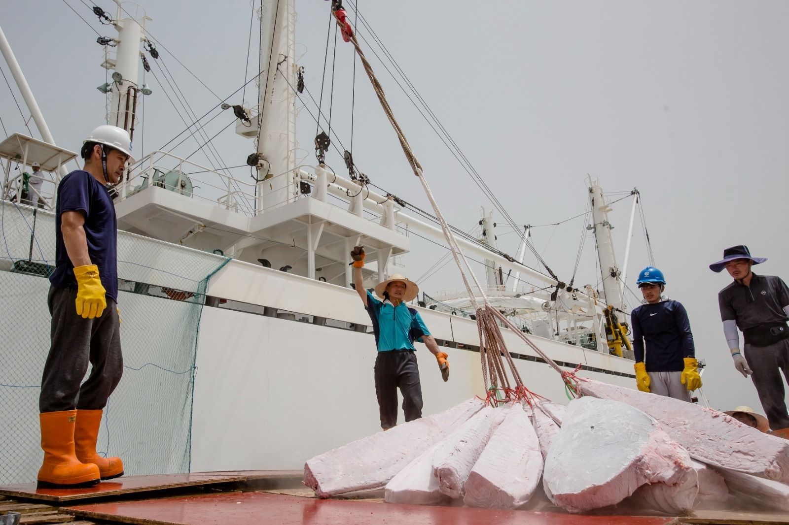 Petaca descarga cinco toneladas de atún de la almadraba de Barbate en la Zona Franca