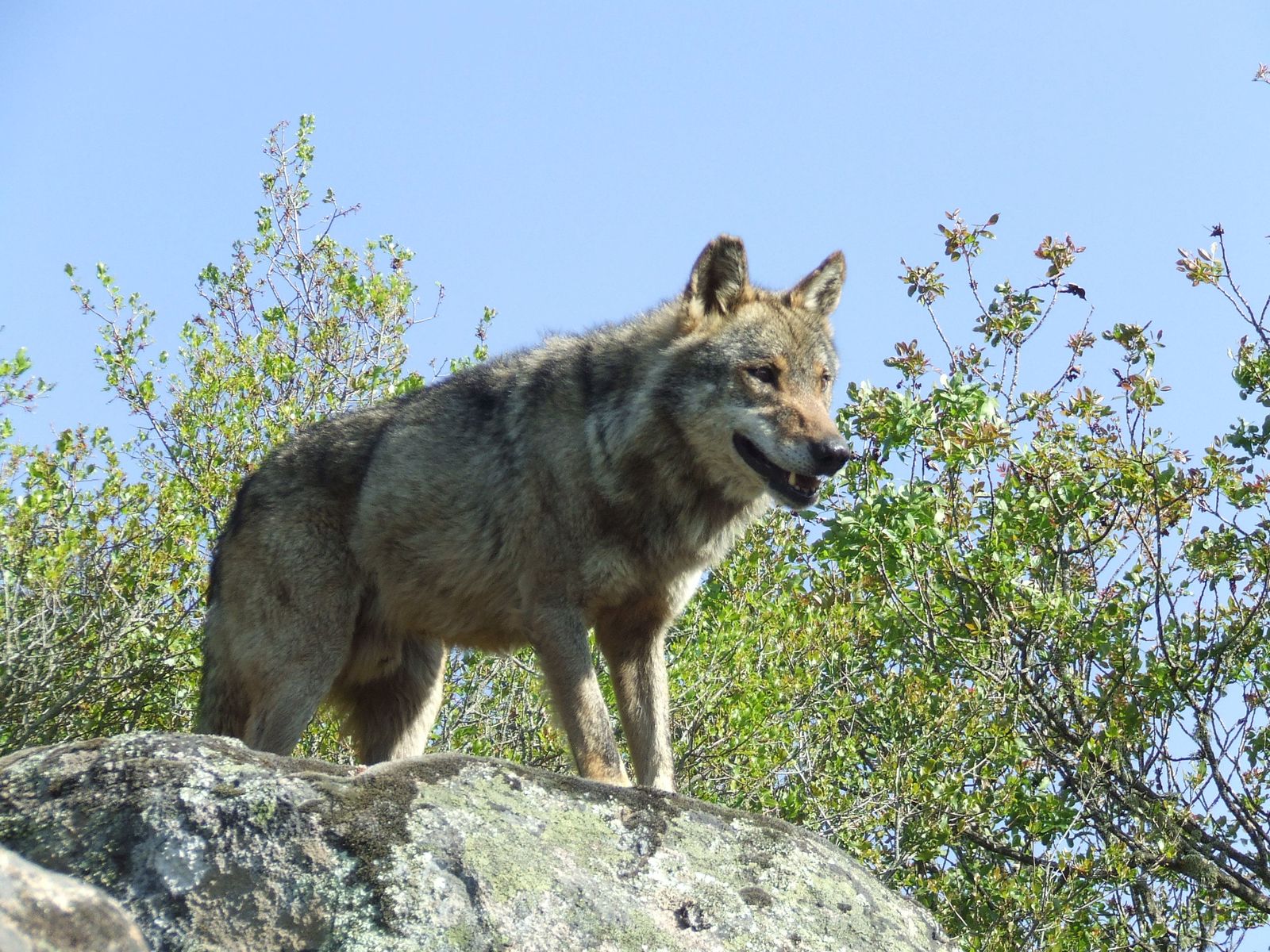 Un ejemplar de lobo.