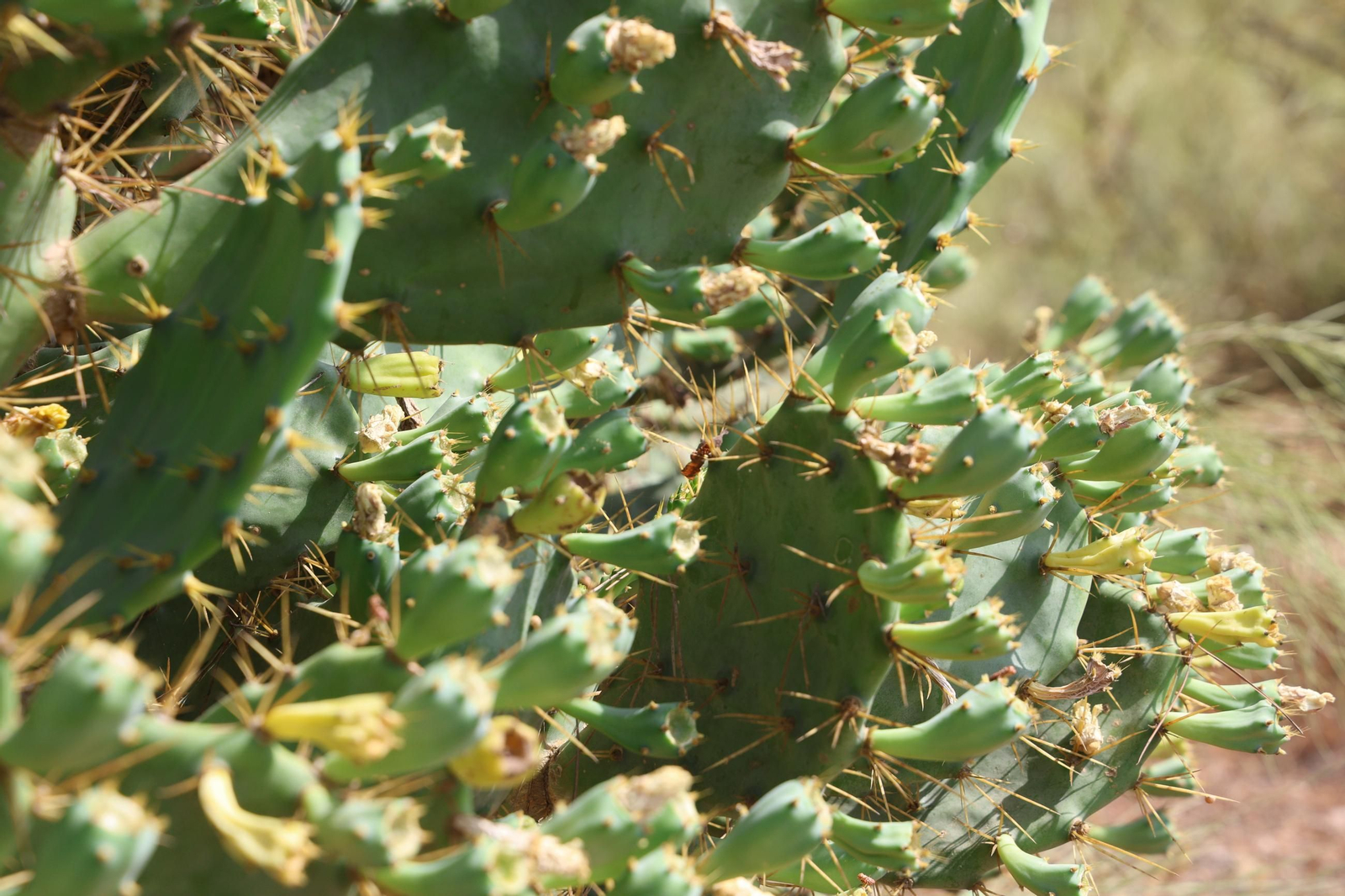 Imágenes de la diversa vegetación de las Dunas del Portil
