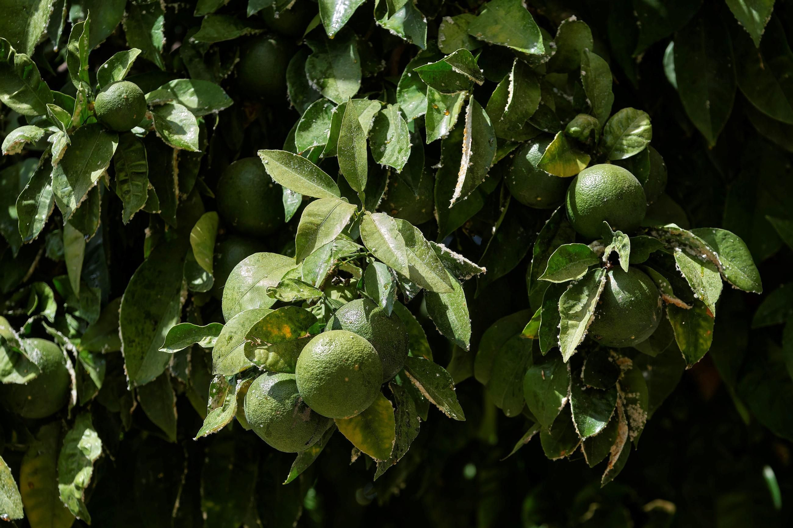 Así están los naranjos de Sevilla