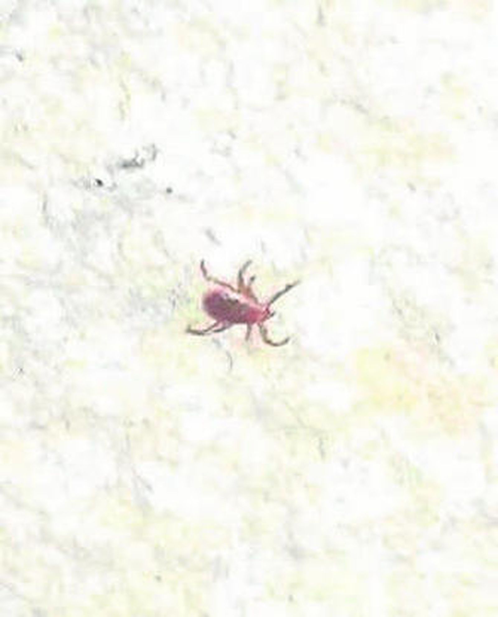 Una garrapata en La Bajadilla.