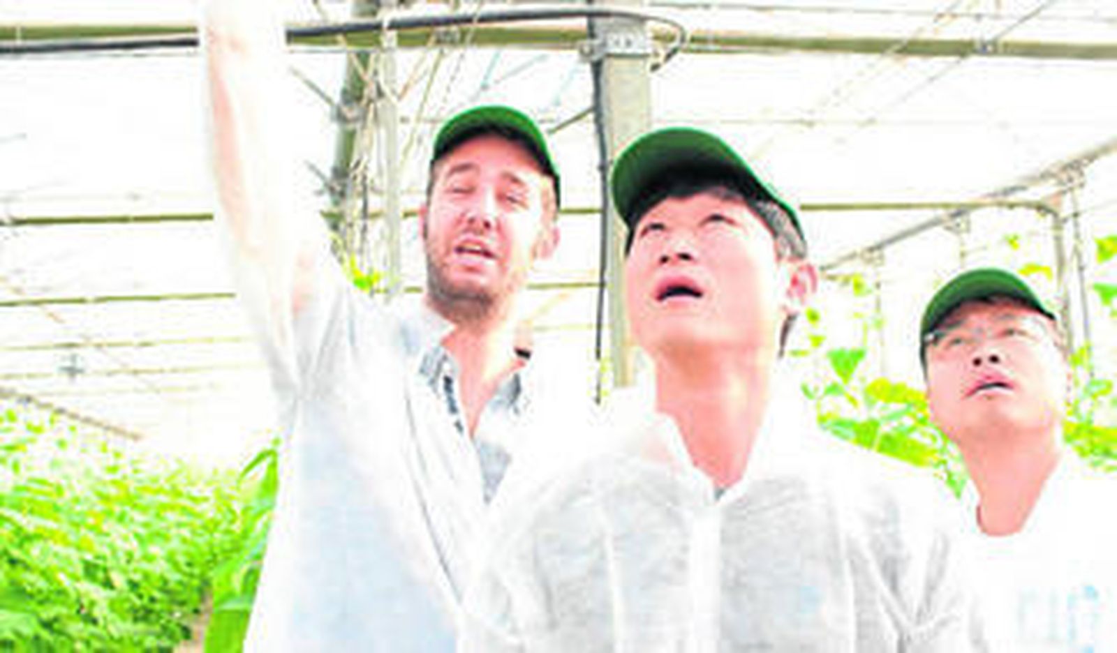 Desde el techo y ventanas del invernadero al sustratato, todo captó la atención de Ho Lee y Xueshi Zang.