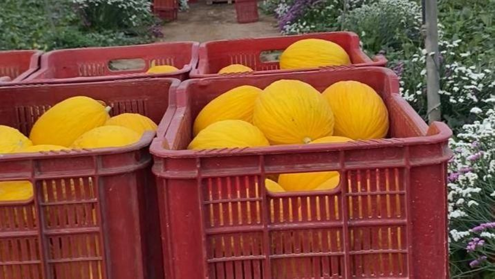 Producción de Eugenio.