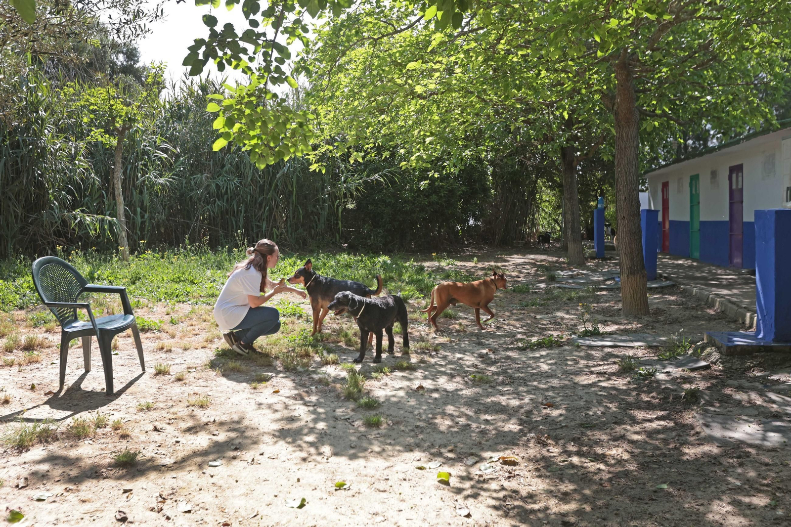 Una voluntaria de la protectora 'No Me Abandones' en un patio del refugio con varios perros.