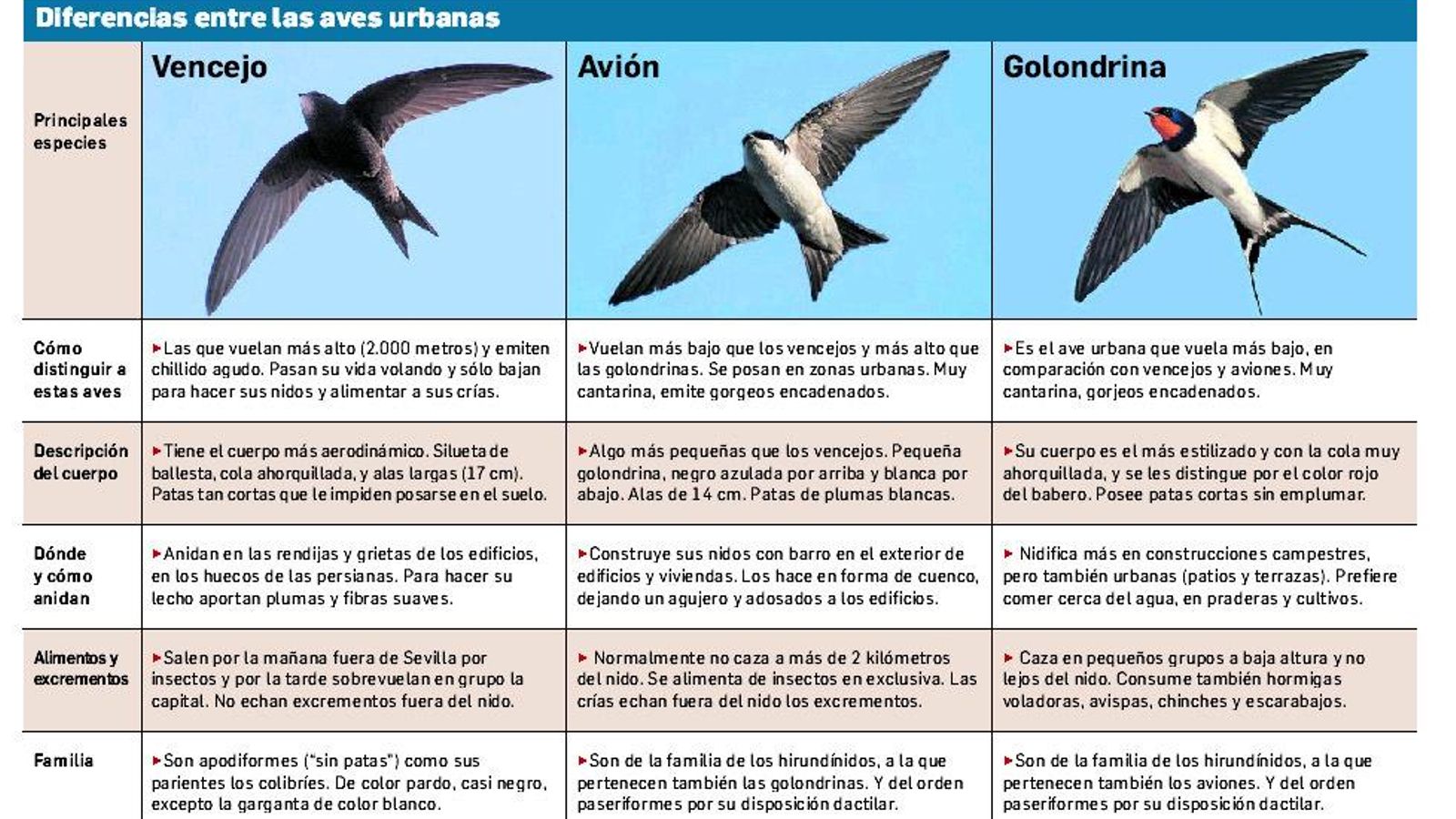 Diferencias entre las aves urbanas