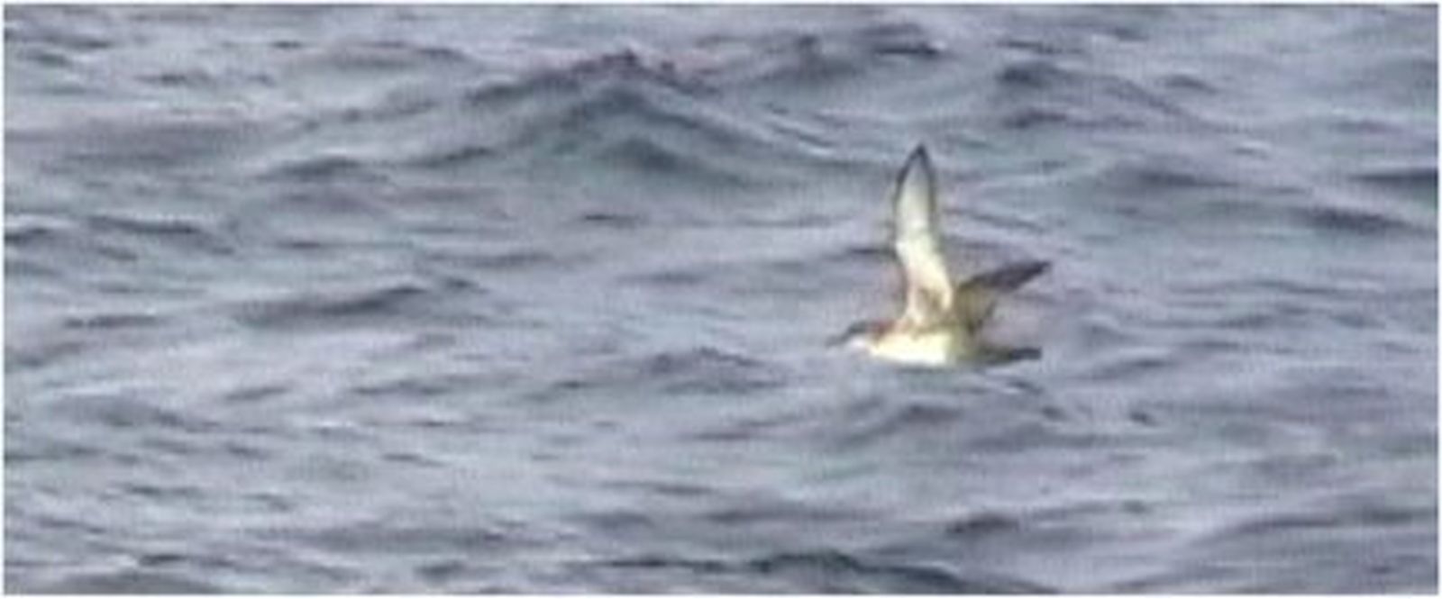 La pardela balear emigra a aguas del Golfo de Cádiz a principios de verano.