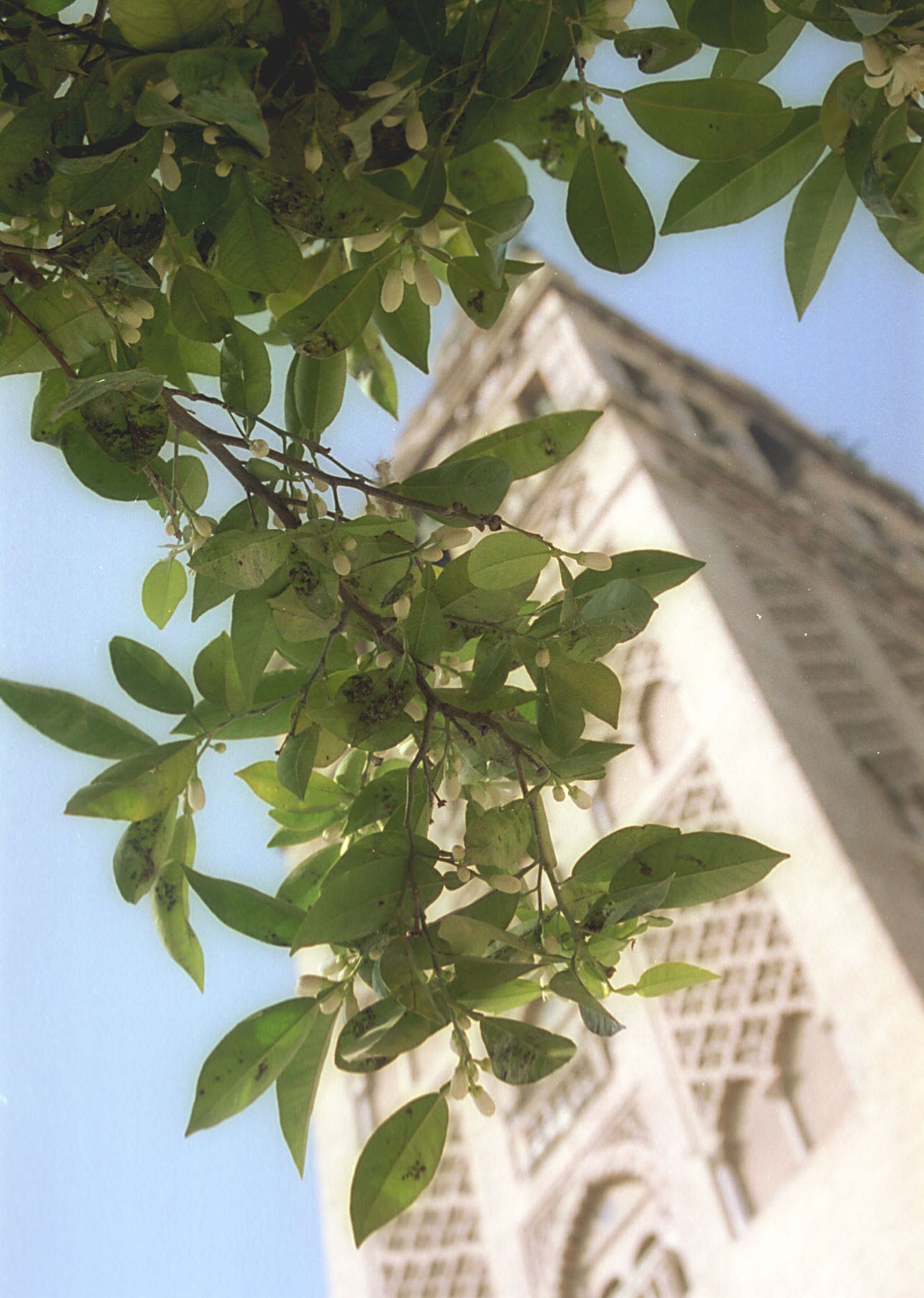 Azahar con la Giralda de fondo.