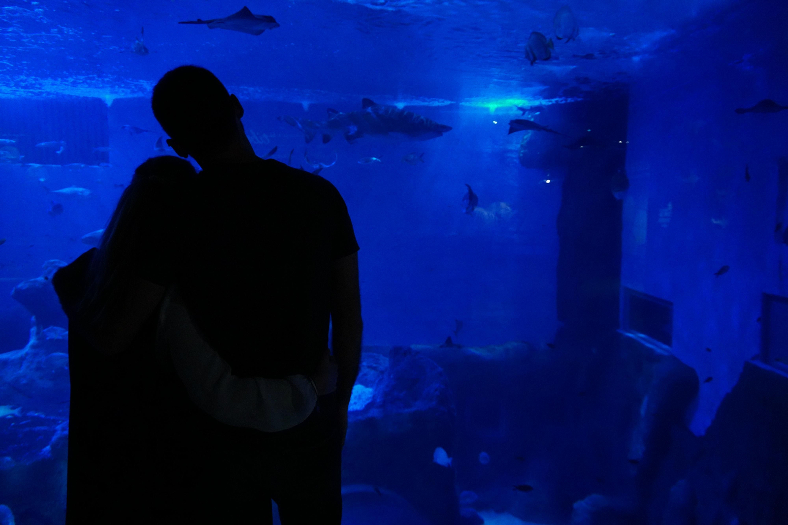 El Acuario de Sevilla ofrece cenas románticas este San Valentín.