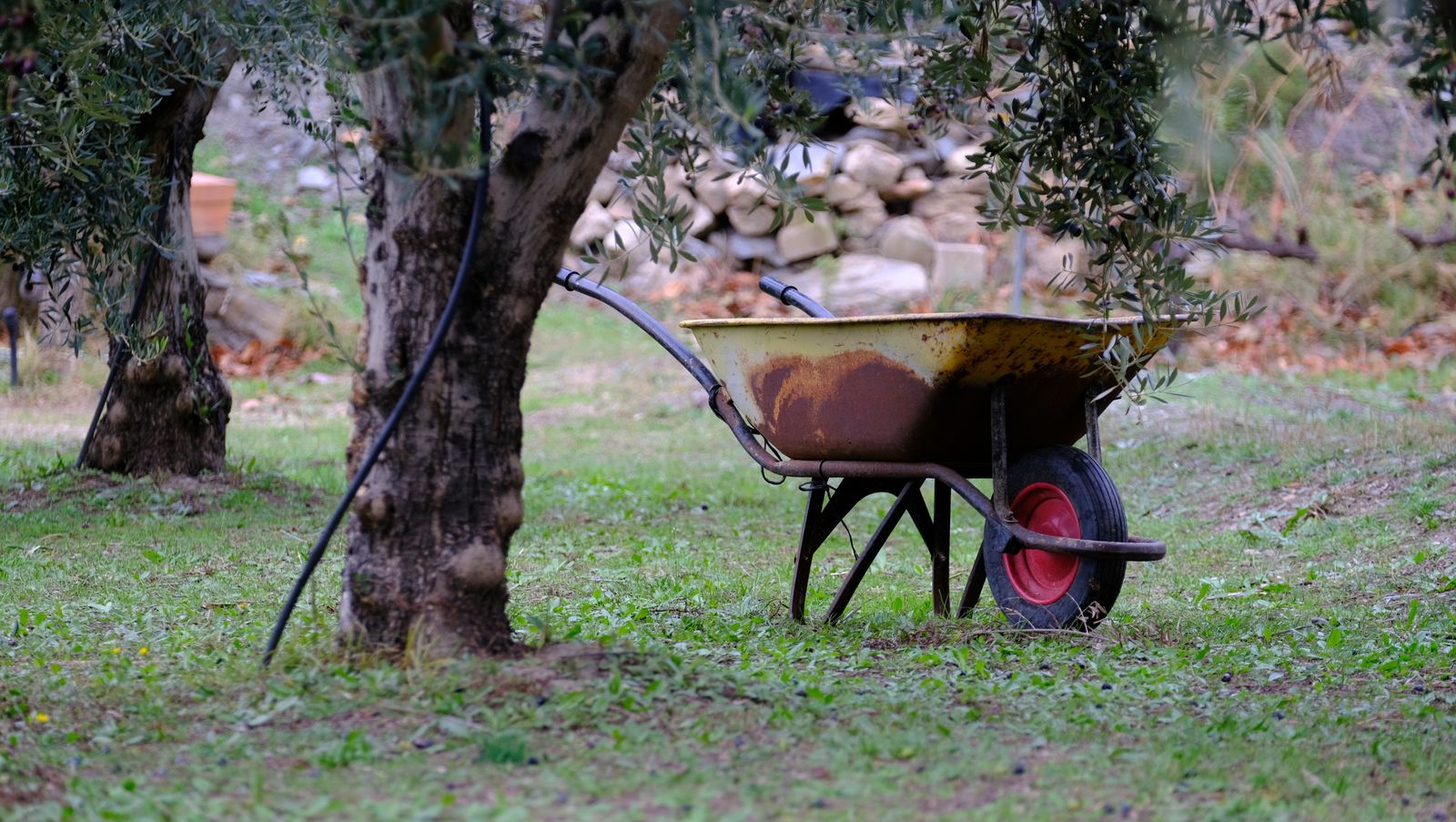 Fotogalería recolección aceituna en Abla. Almería
