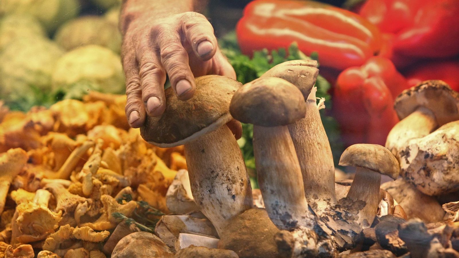 Recolectando setas silvestres.