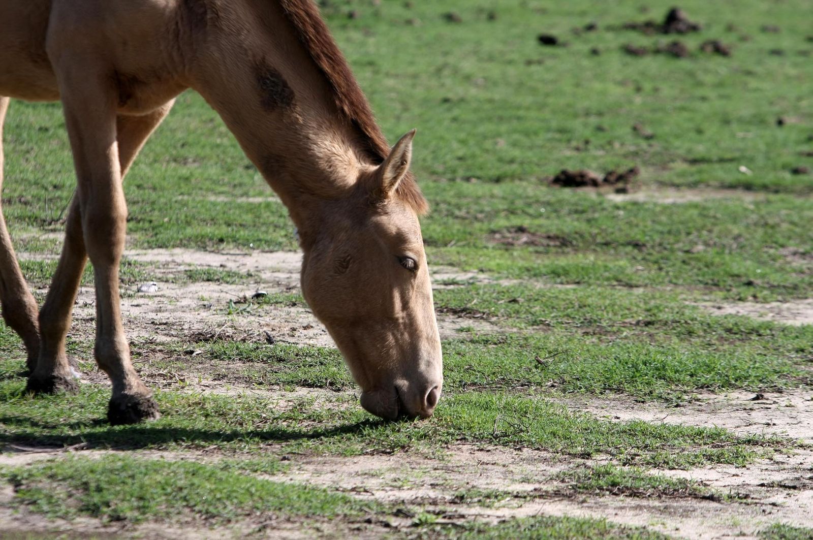 Imágenes de la marisma de El Rocío y de la laguna de El Portil tras las últimas lluvias