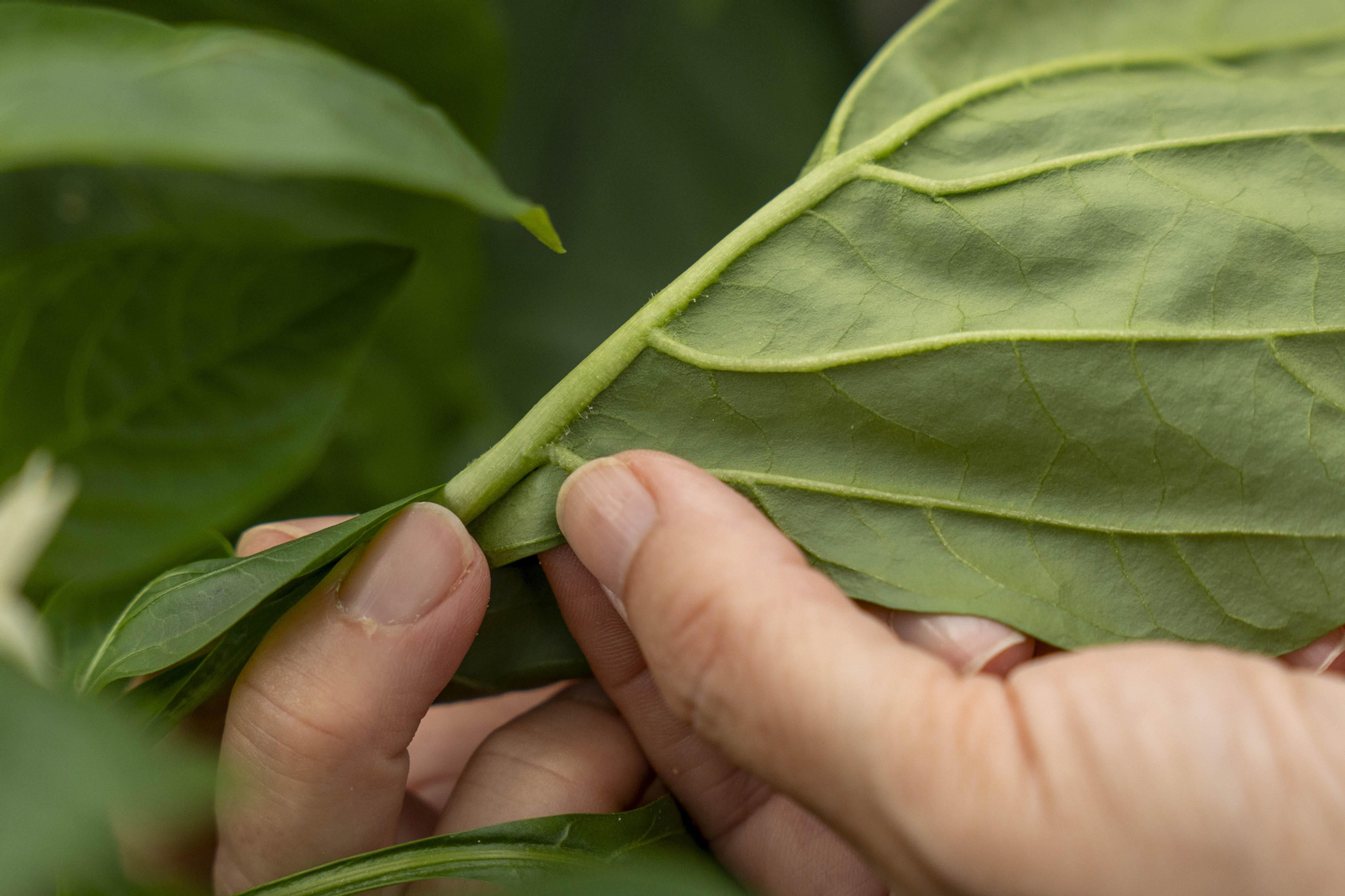 Las imágenes de la suelta de bichos depredadores para la lucha biológica en invernadero por Agrobio